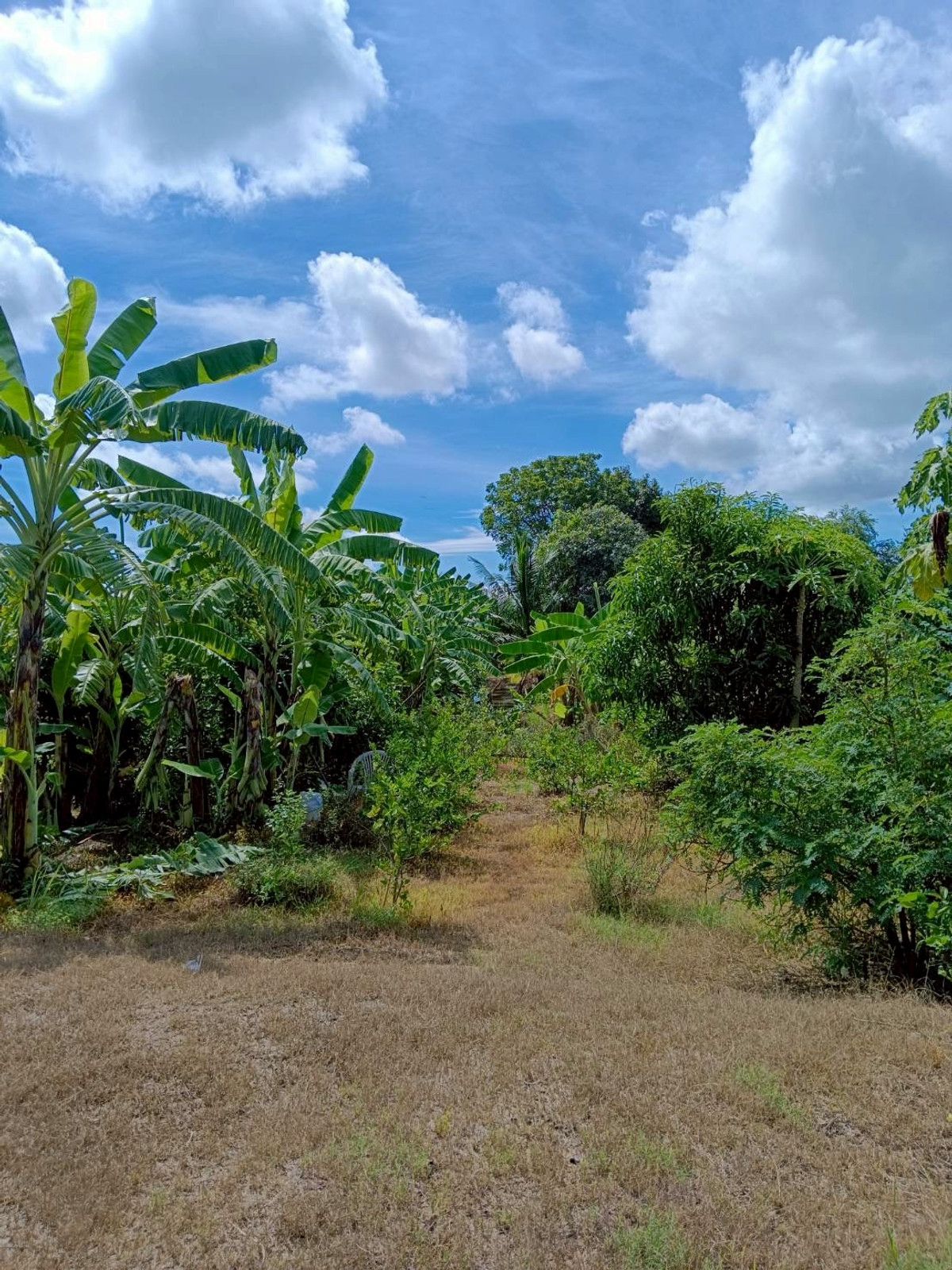 ขายที่ดินปทุมธานี รังสิต ธรรมศาสตร์ : ขายด่วน! ที่ดินบ้านสวน 1 ไร่ รังสิตคลอง 9 มีคลองขุด ผลไม้พร้อมเก็บ 1.6 ลบ.