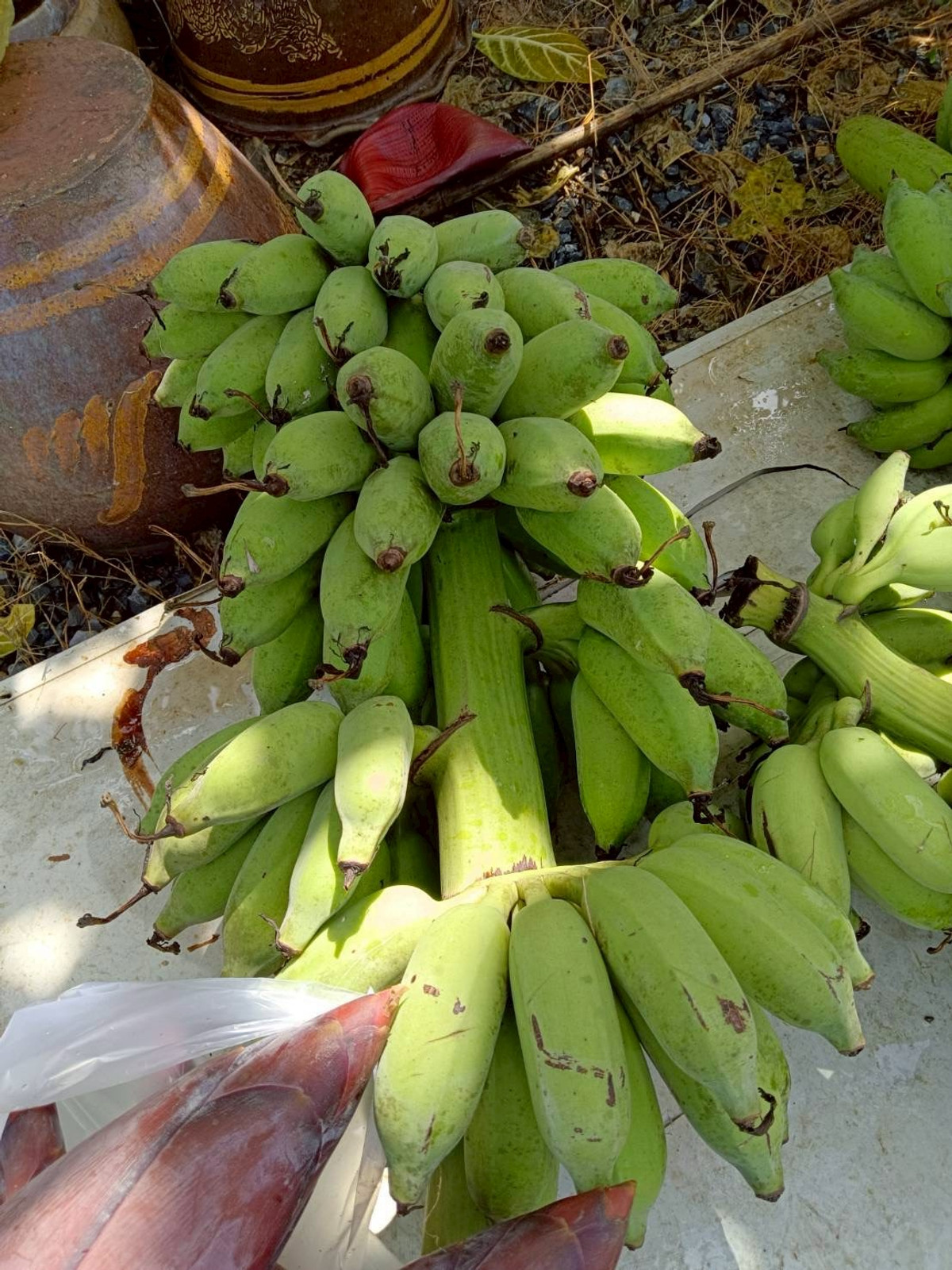 ขายที่ดินปทุมธานี รังสิต ธรรมศาสตร์ : ขายด่วน! ที่ดินบ้านสวน 1 ไร่ รังสิตคลอง 9 มีคลองขุด ผลไม้พร้อมเก็บ 1.6 ลบ.