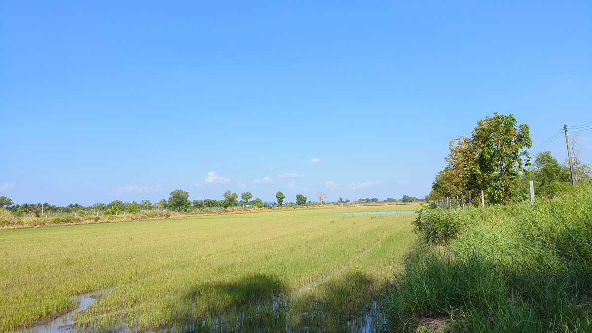 ขายที่ดินปทุมธานี รังสิต ธรรมศาสตร์ : ขายด่วนที่ดินแปลงใหญ่ ริมคลองชลประทาน อ.หนองเสือ จ.ปทุมธานี