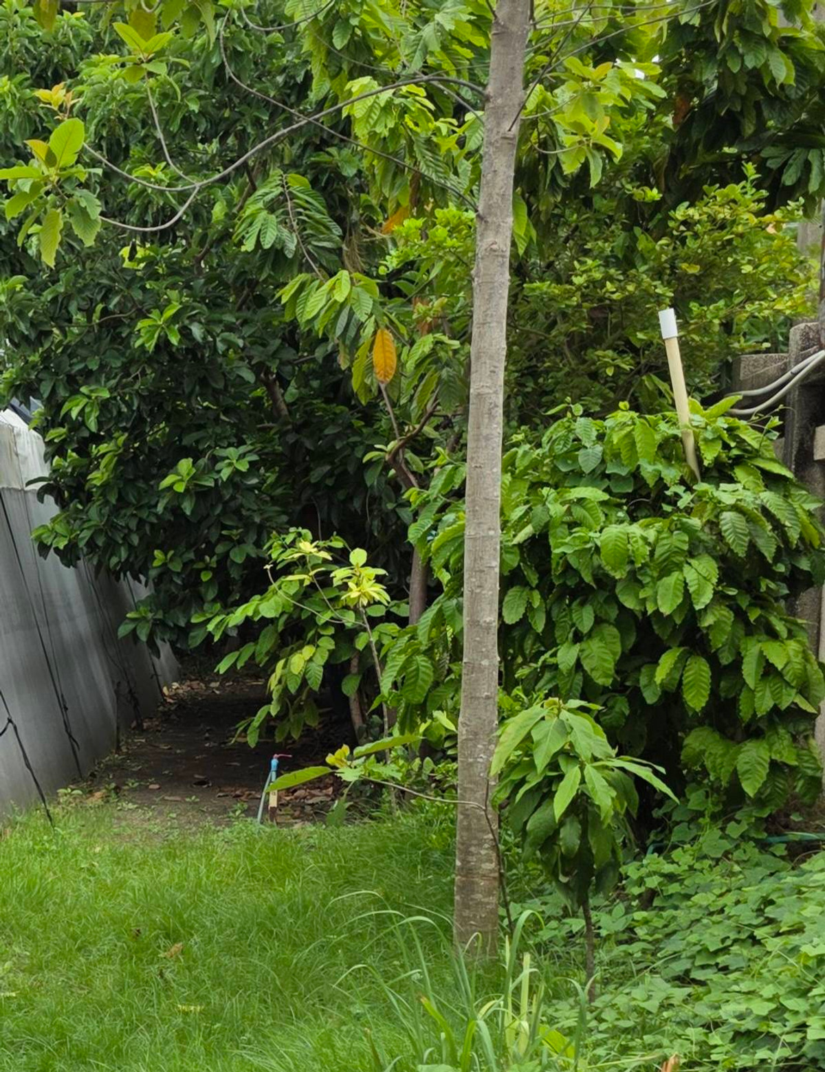 For SaleLandOnnut, Udomsuk : Land for sale 400 sq m, Soi Sukhumvit 64. With the original house and buildings Adjacent to the road on two sides Beautiful square plot, electricity and water ready to use, convenient travel, near Punnawithi BTS station.