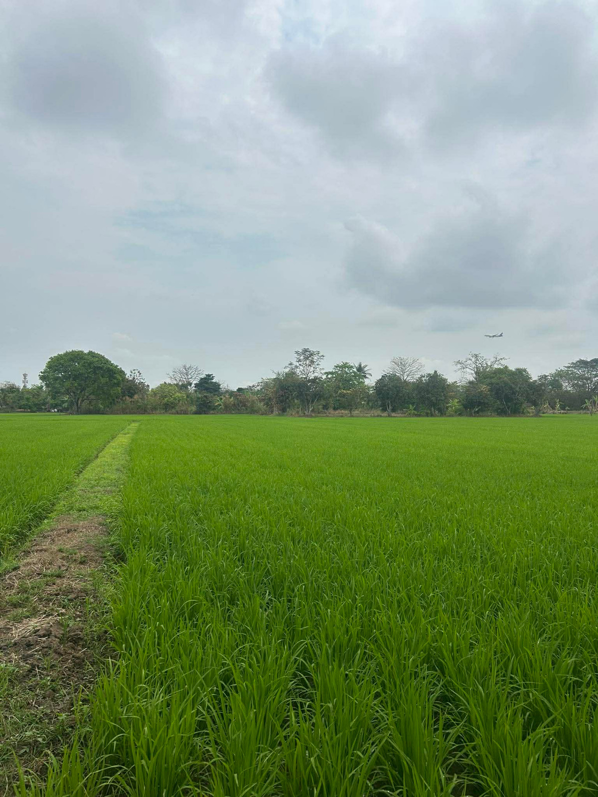 For SaleLandChiang Rai : 📍 Land for sale 30 rai – Fang Min, Mueang District, Chiang Rai Province