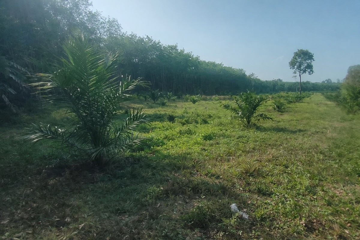 ขายที่ดินนครศรีธรรมราช : 🌴 ขายสวนปาล์ม ติดถนนดำ เอกสารสิทธิ “โฉนด” 🌴  ติดถนนดำ สาย ทุ่งใหญ่ – วัดขนาน