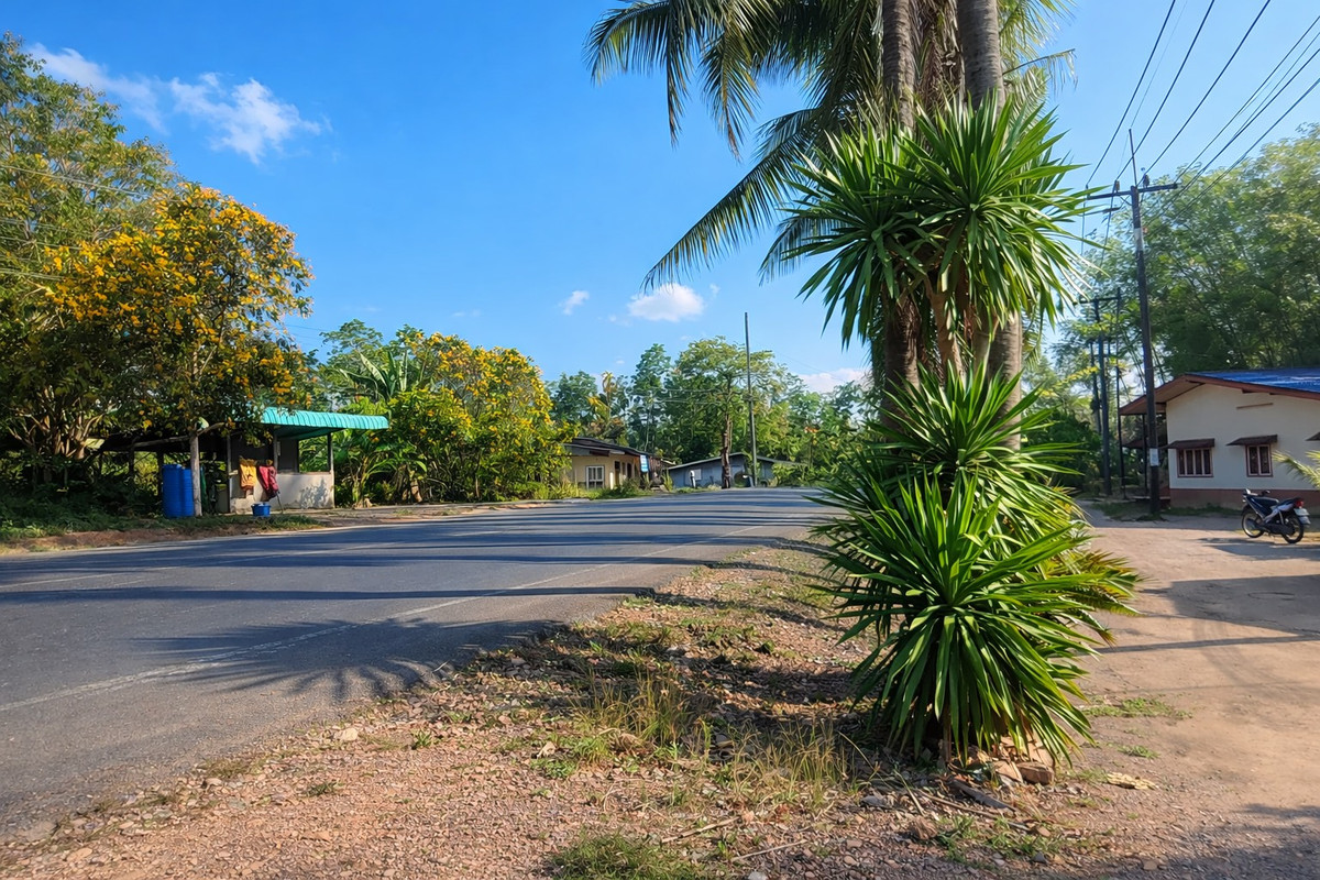 ขายที่ดินนครศรีธรรมราช : 🌴 ขายสวนปาล์ม ติดถนนดำ เอกสารสิทธิ “โฉนด” 🌴  ติดถนนดำ สาย ทุ่งใหญ่ – วัดขนาน