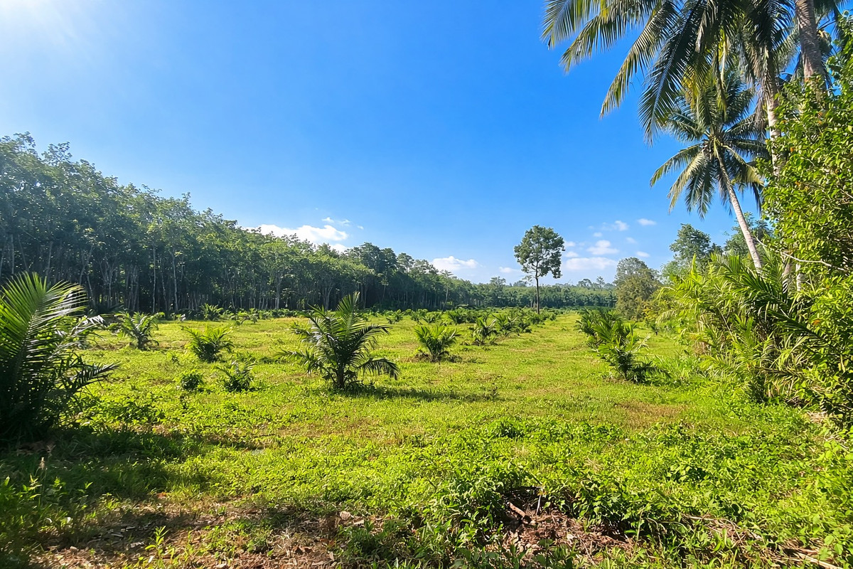 For SaleLandNakhon Si Thammarat : 🌴 Palm plantation for sale, next to black road, rights document 