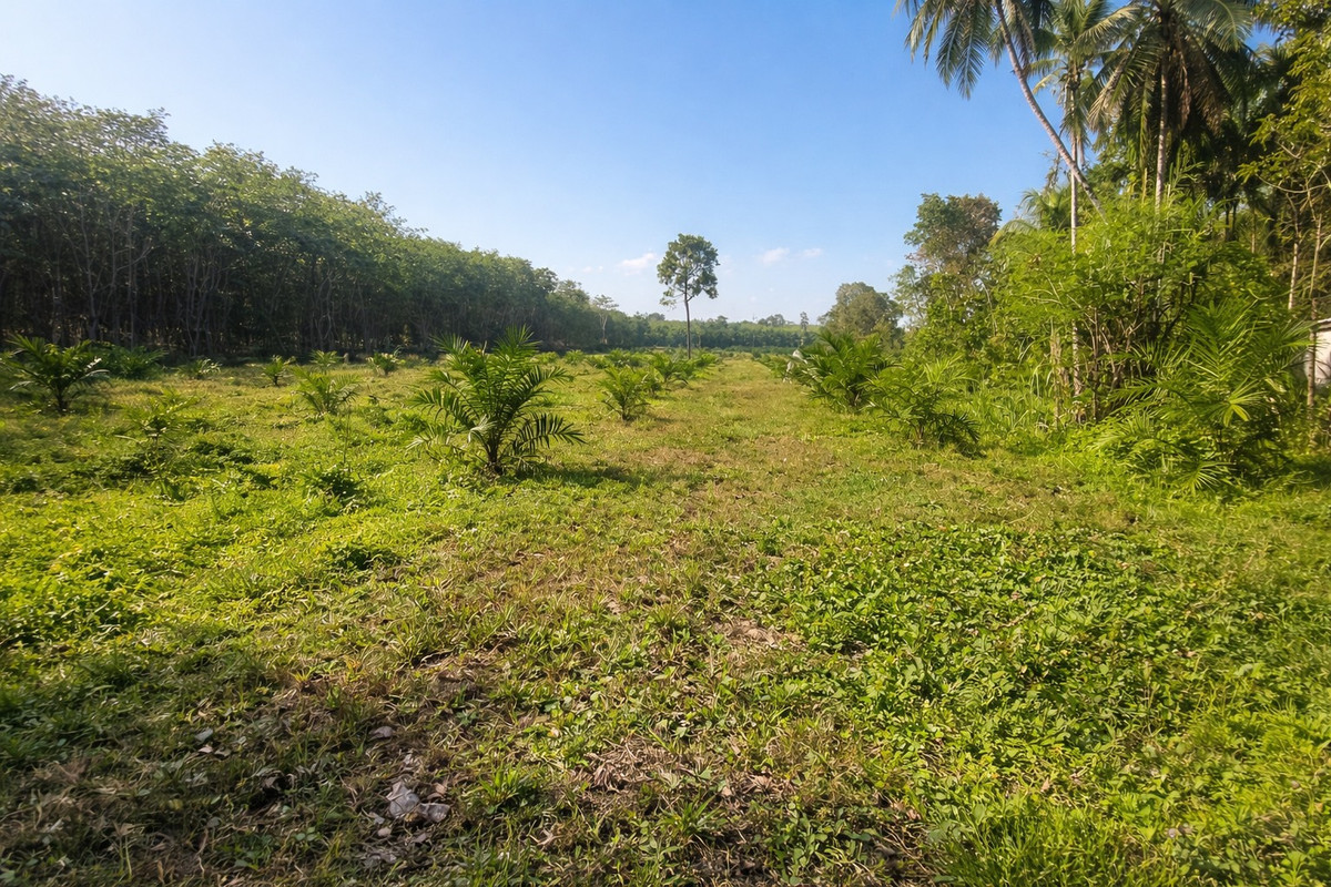 ขายที่ดินนครศรีธรรมราช : 🌴 ขายสวนปาล์ม ติดถนนดำ เอกสารสิทธิ “โฉนด” 🌴  ติดถนนดำ สาย ทุ่งใหญ่ – วัดขนาน
