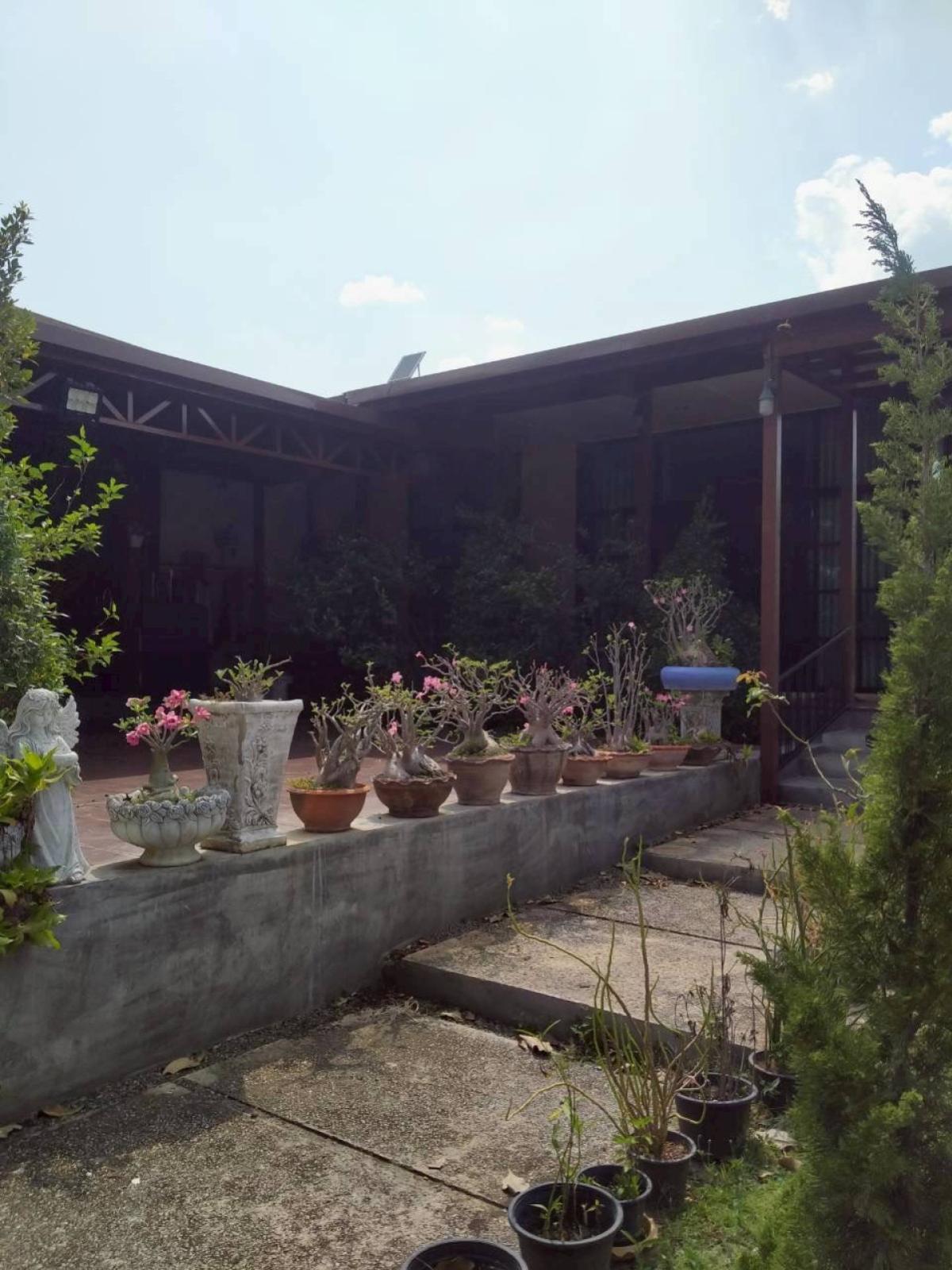 ขายบ้านสระบุรี : ขายบ้านเดี่ยวชั้นเดียวพร้อมพื้นที่สวนขนาดใหญ่ วิวสวย หน้ากว้าง รีโนเวทใหม่ มวกเหล็ก มวกเหล็ก สระบุรี CX-148720