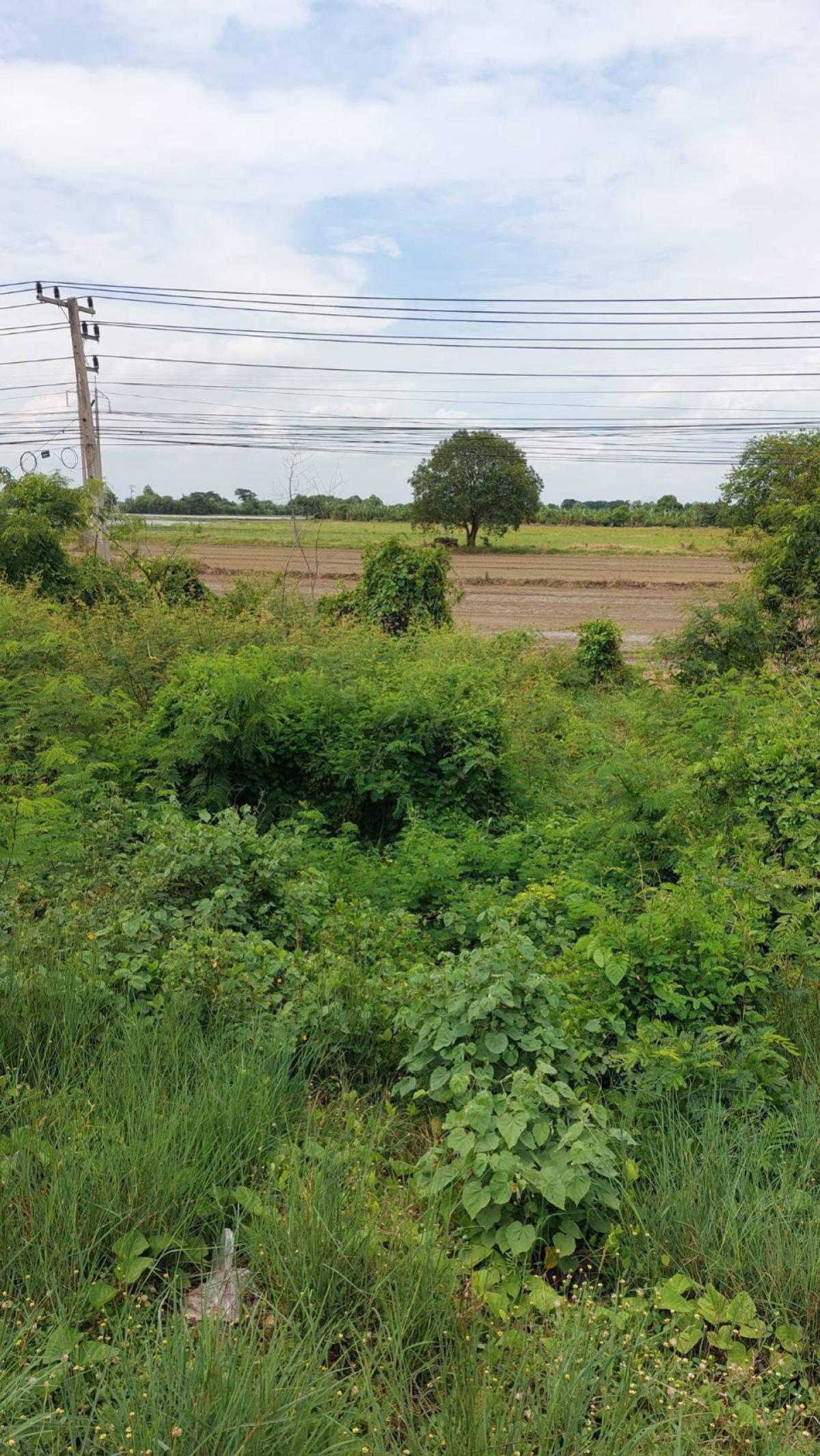 ขายที่ดินอ่างทอง : ขายที่ดินเปล่าติดถนนเอเชีย จรเข้ร้อง ไชโย อ่างทอง CX-148182