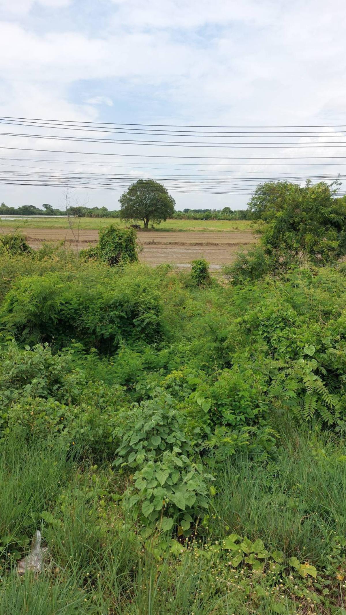 ขายที่ดินอ่างทอง : ขายที่ดินเปล่าติดถนนเอเชีย จรเข้ร้อง ไชโย อ่างทอง CX-148182