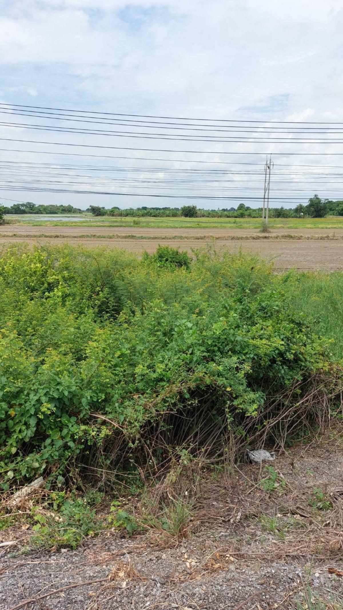 ขายที่ดินอ่างทอง : ขายที่ดินเปล่าติดถนนเอเชีย จรเข้ร้อง ไชโย อ่างทอง CX-148182