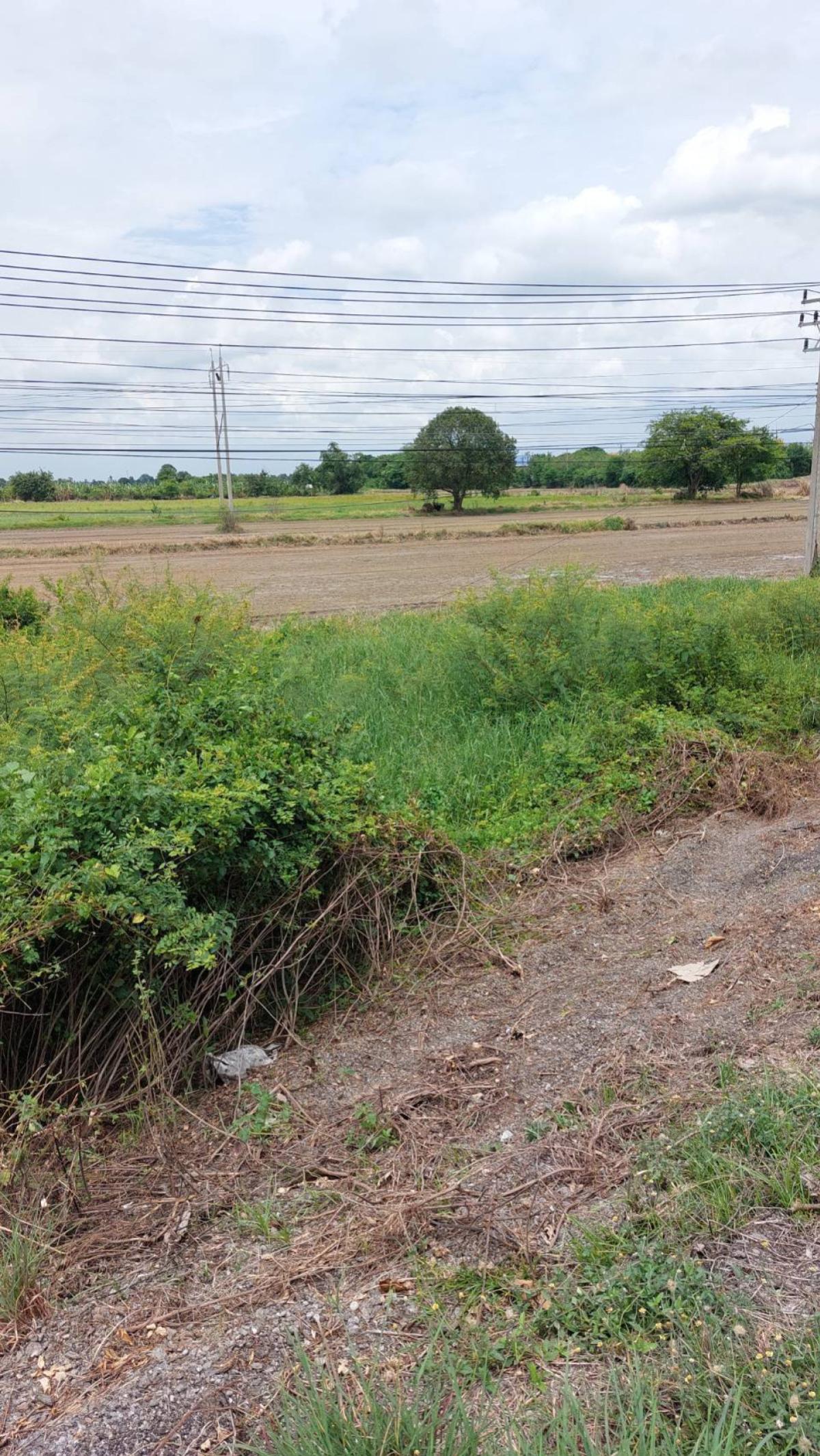 ขายที่ดินอ่างทอง : ขายที่ดินเปล่าติดถนนเอเชีย จรเข้ร้อง ไชโย อ่างทอง CX-148182