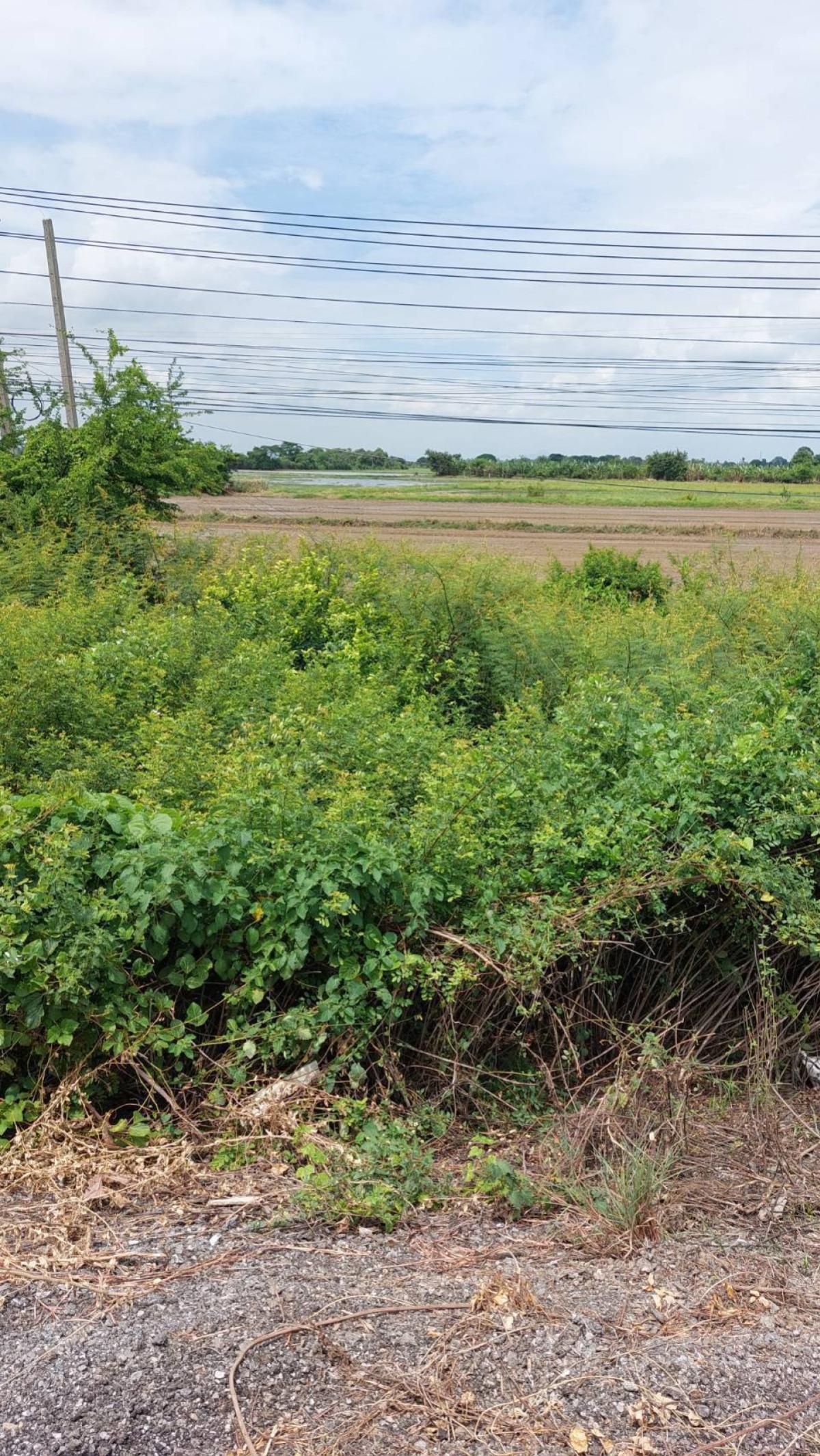 ขายที่ดินอ่างทอง : ขายที่ดินเปล่าติดถนนเอเชีย จรเข้ร้อง ไชโย อ่างทอง CX-148182