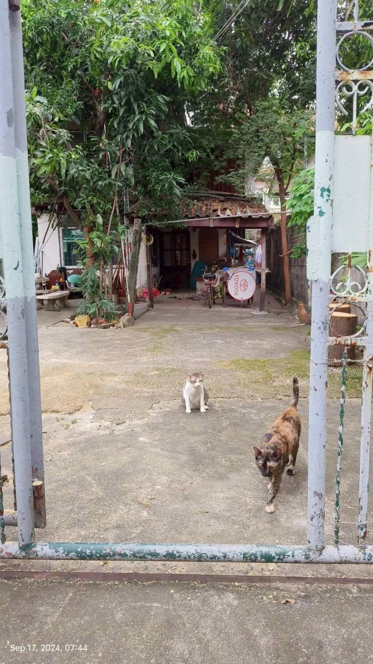 For SaleHouseChokchai 4, Ladprao 71, Ladprao 48, : For Sale Single House , Ladpao 41 , Lat Phrao , Lat Phrao , Bangkok , CX-148673