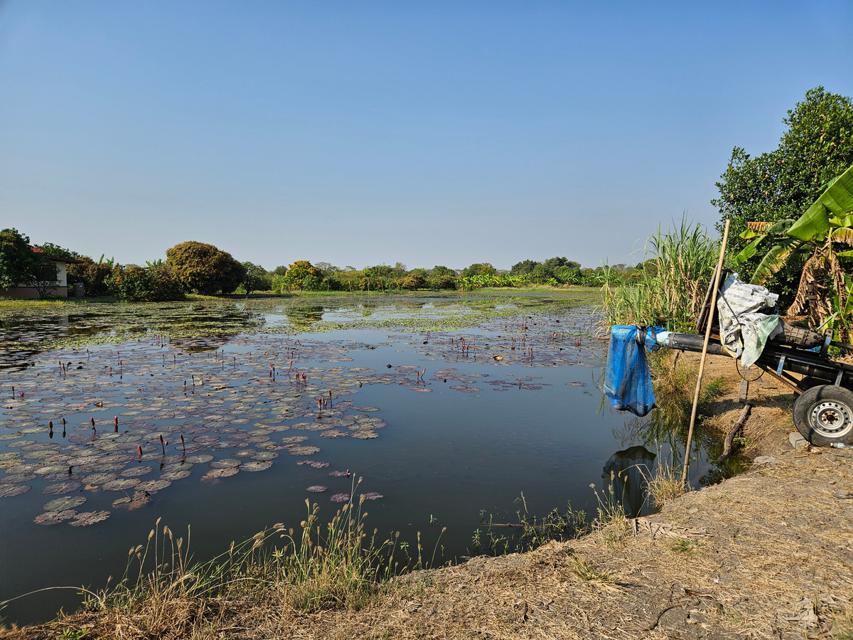 For SaleLandChachoengsao : Land for sale, 8 rai 36 square wah, Bang Pakong District, Chachoengsao Province, next to the Thai Country Club golf course. Enter via Bangna Trad Road, Km. 34, Bang Phli Noi.