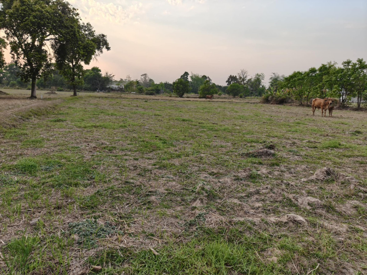 ขายที่ดินอุบลราชธานี : ขายที่ดินแปลงใหญ่ บ้านทุ่งขุนน้อย อุบลราชธานี ** เพียง 1.5 ลบ. ฟรีโอน ** (N.2029)