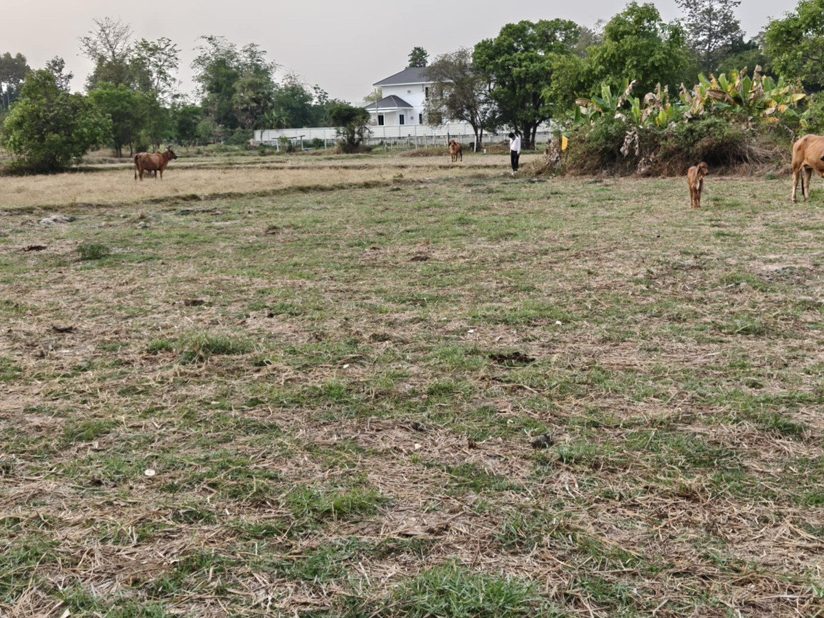 ขายที่ดินอุบลราชธานี : ขายที่ดินแปลงใหญ่ บ้านทุ่งขุนน้อย อุบลราชธานี ** เพียง 1.5 ลบ. ฟรีโอน ** (N.2029)