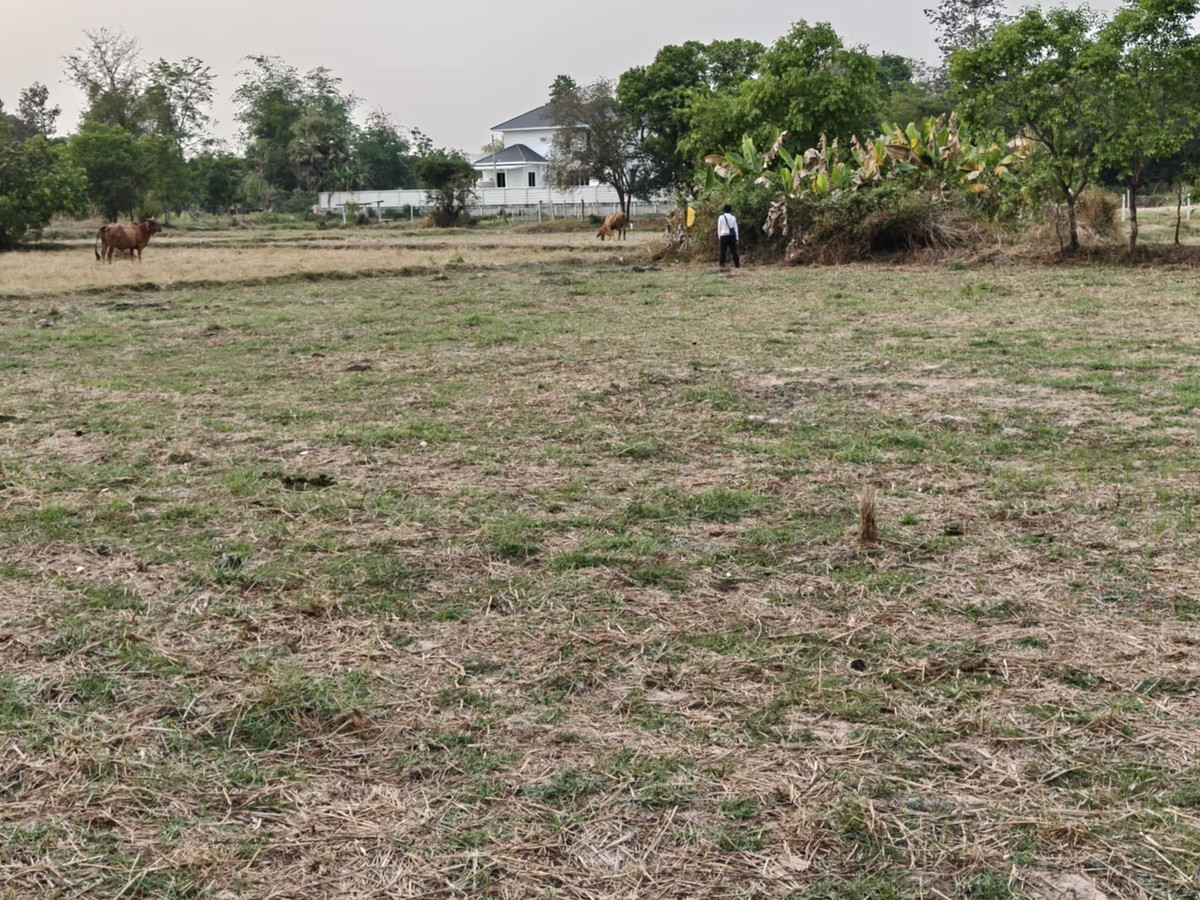 ขายที่ดินอุบลราชธานี : ขายที่ดินแปลงใหญ่ บ้านทุ่งขุนน้อย อุบลราชธานี ** เพียง 1.5 ลบ. ฟรีโอน ** (N.2029)