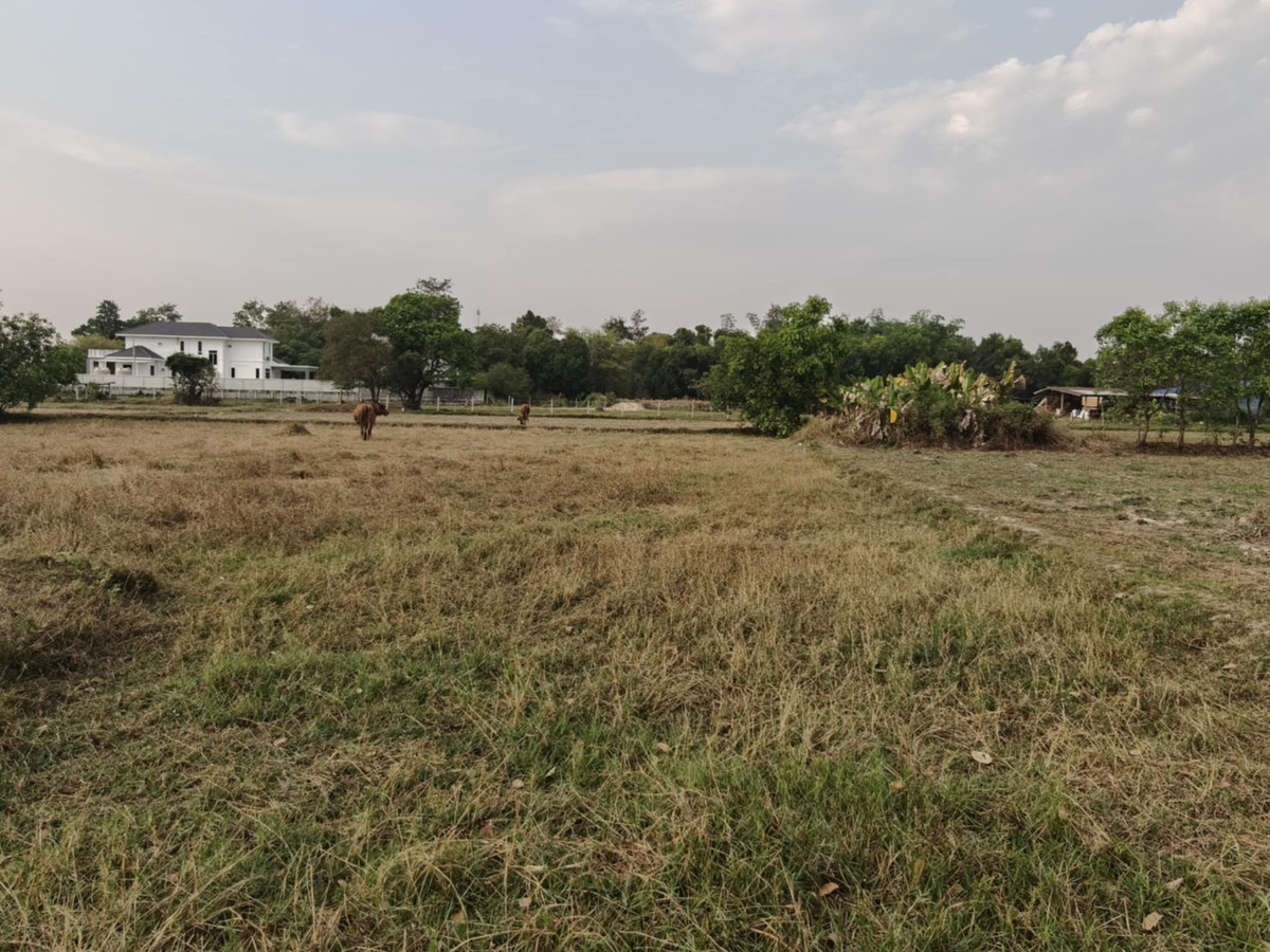 ขายที่ดินอุบลราชธานี : ขายที่ดินแปลงใหญ่ บ้านทุ่งขุนน้อย อุบลราชธานี ** เพียง 1.5 ลบ. ฟรีโอน ** (N.2029)