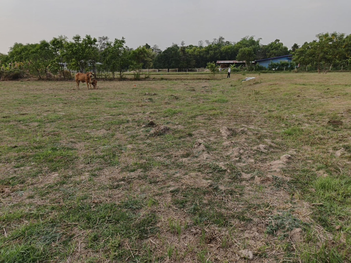ขายที่ดินอุบลราชธานี : ขายที่ดินแปลงใหญ่ บ้านทุ่งขุนน้อย อุบลราชธานี ** เพียง 1.5 ลบ. ฟรีโอน ** (N.2029)
