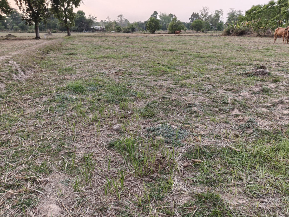 ขายที่ดินอุบลราชธานี : ขายที่ดินแปลงใหญ่ บ้านทุ่งขุนน้อย อุบลราชธานี ** เพียง 1.5 ลบ. ฟรีโอน ** (N.2029)