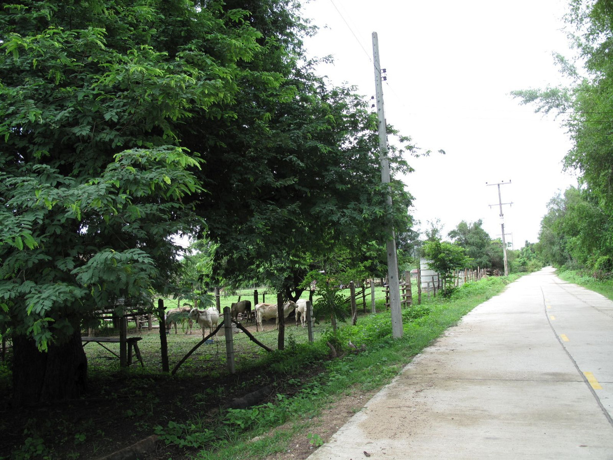 For SaleLandTak : Land for sale, 5.5 rai, can be divided, next to the Ping River, Nong Bua Nuea Subdistrict, Mueang District, Tak Province, near the new bridge beside the Ping River.