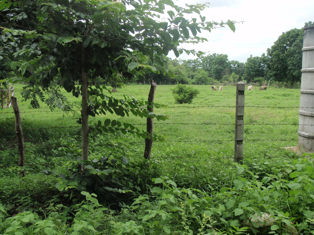 For SaleLandTak : Land for sale, 5.5 rai, can be divided, next to the Ping River, Nong Bua Nuea Subdistrict, Mueang District, Tak Province, near the new bridge beside the Ping River.
