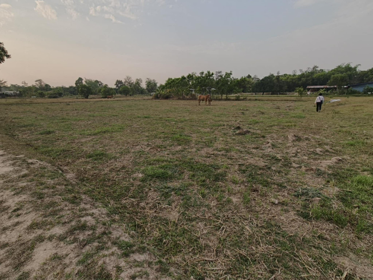 ขายที่ดินอุบลราชธานี : ขายที่ดินถมแล้ว อุบลราชธานี เพียง 1.5 ลบ. ฟรีโอน ** ราคาดีมาก เหมาะซื้อเก็บหรือสร้างบ้านทันที! (N.2029)