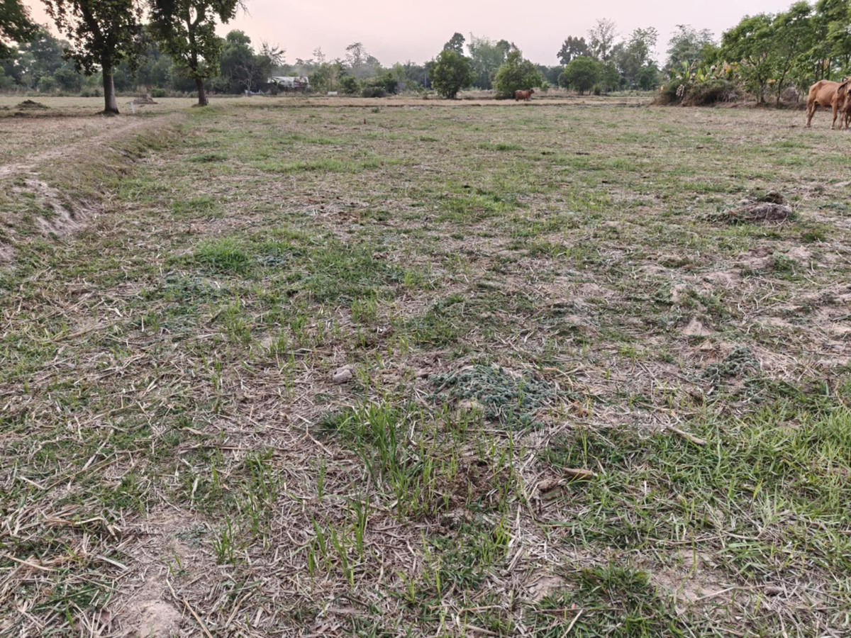 ขายที่ดินอุบลราชธานี : ขายที่ดินถมแล้ว อุบลราชธานี เพียง 1.5 ลบ. ฟรีโอน ** ราคาดีมาก เหมาะซื้อเก็บหรือสร้างบ้านทันที! (N.2029)