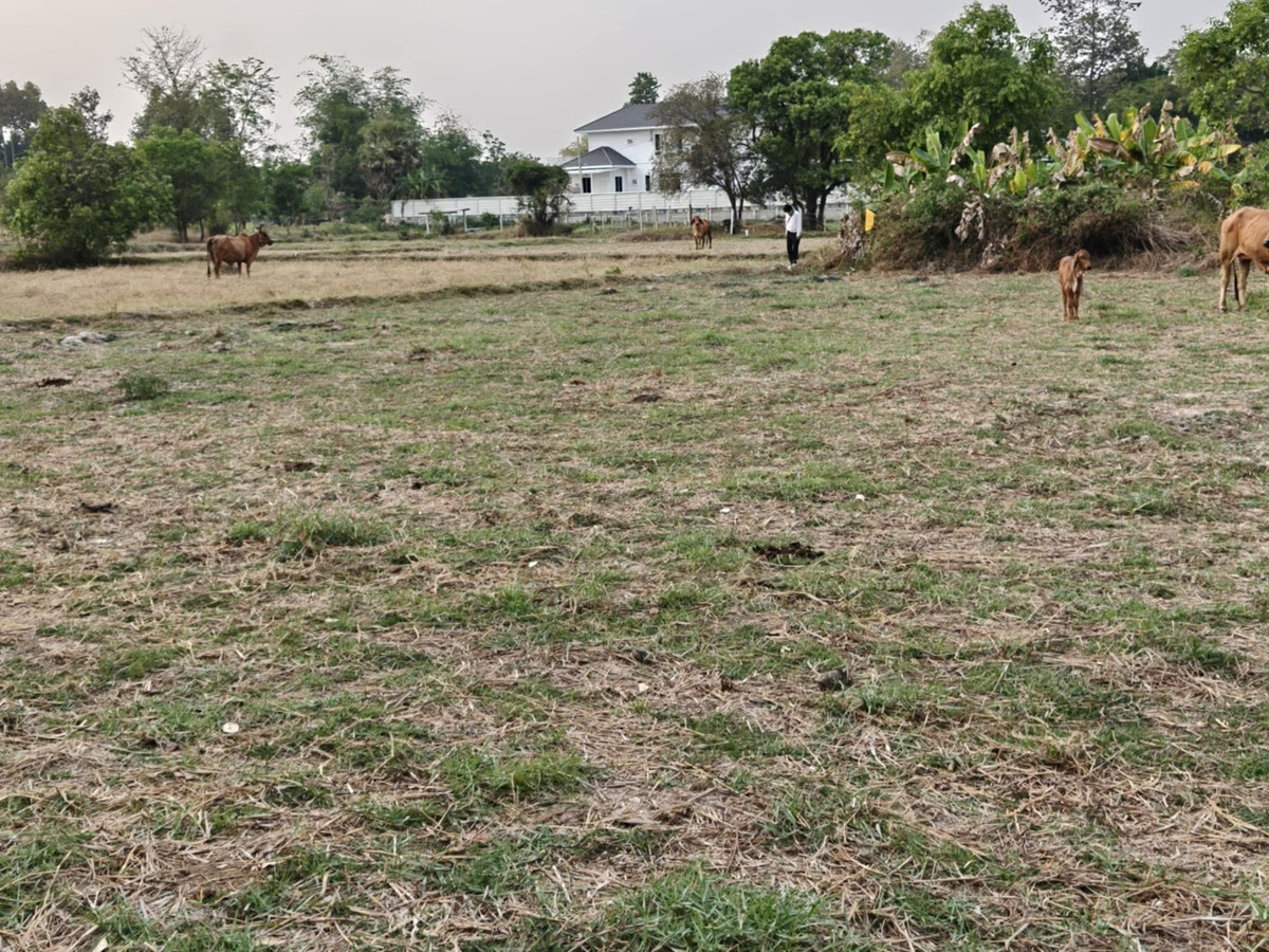 ขายที่ดินอุบลราชธานี : ขายที่ดินถมแล้ว อุบลราชธานี เพียง 1.5 ลบ. ฟรีโอน ** ราคาดีมาก เหมาะซื้อเก็บหรือสร้างบ้านทันที! (N.2029)