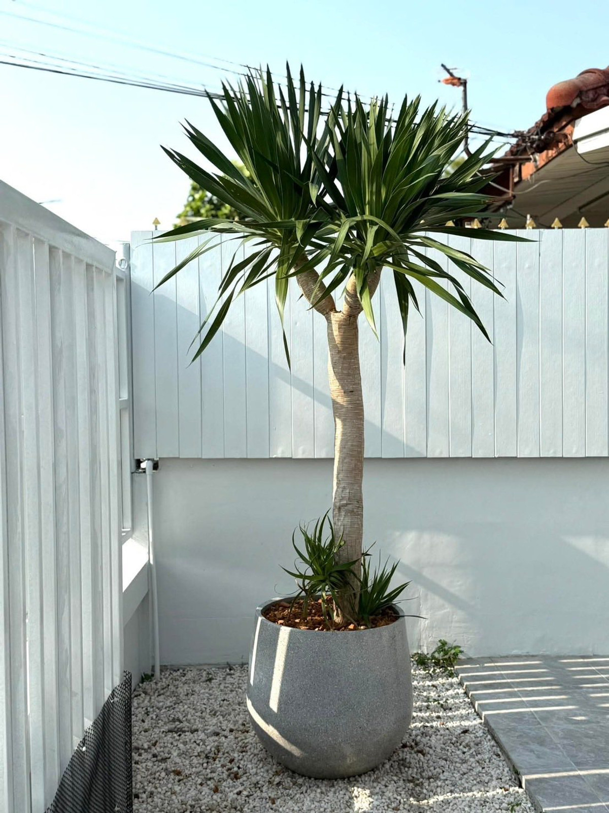 For SaleHousePattaya, Bangsaen, Chonburi : Pattaya Rungrueng / 2 Bedrooms (FOR SALE), Pattaya Rungrueng / 2 Bedrooms (FOR SALE) BEWN133