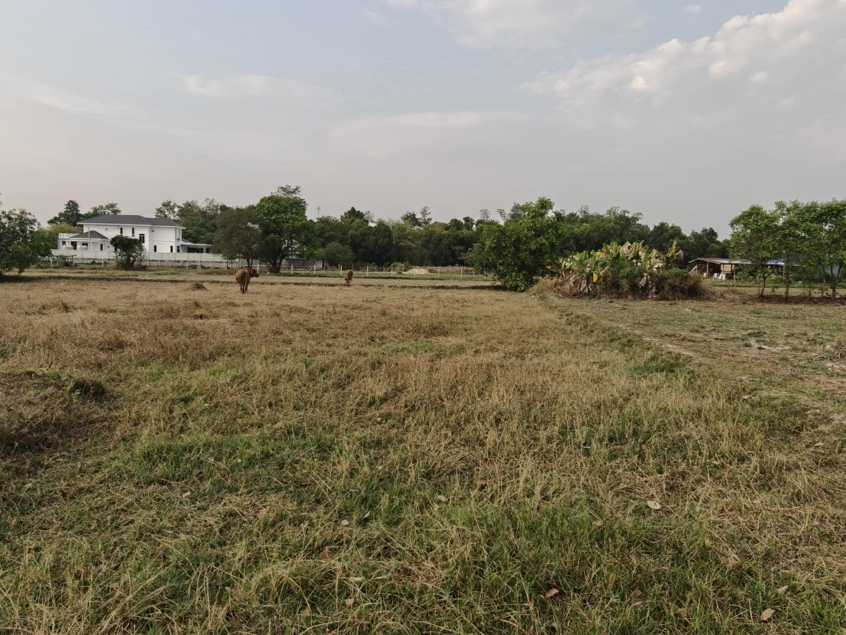 ขายที่ดินอุบลราชธานี : ขายที่ดินถมแล้ว อุบลราชธานี เพียง 1.5 ลบ. ฟรีโอน ** ราคาดีมาก เหมาะซื้อเก็บหรือสร้างบ้านทันที! (N.2029)