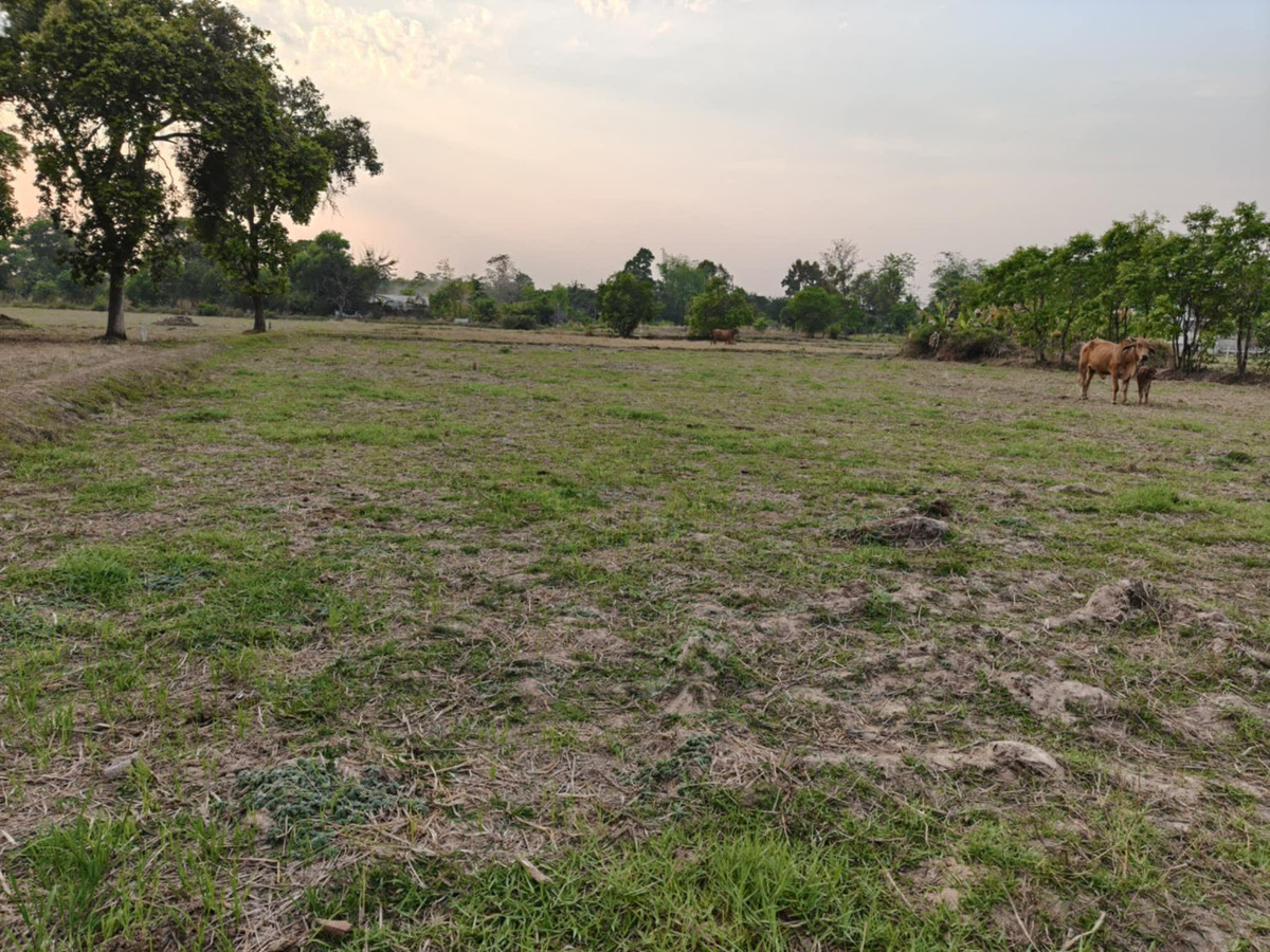 ขายที่ดินอุบลราชธานี : ขายที่ดินถมแล้ว อุบลราชธานี เพียง 1.5 ลบ. ฟรีโอน ** ราคาดีมาก เหมาะซื้อเก็บหรือสร้างบ้านทันที! (N.2029)