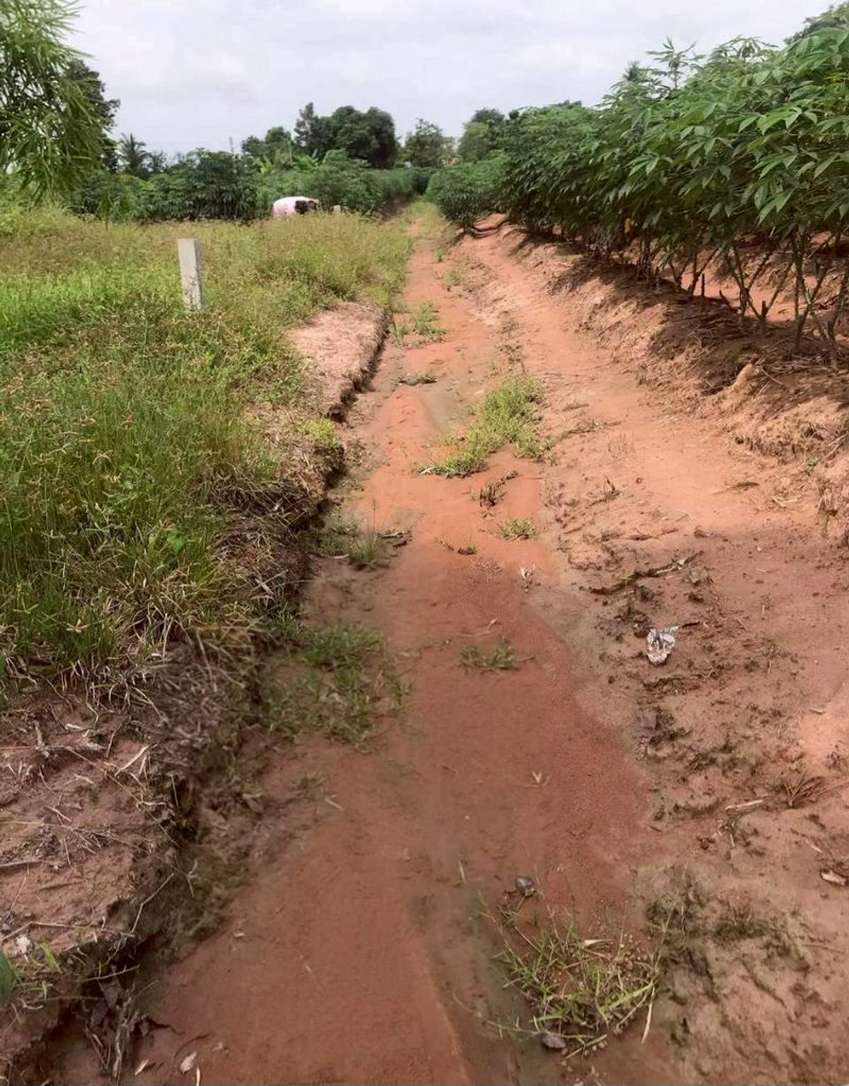 For RentLandNakhon Sawan : Land for rent, 5 rai, view of cassava plantation, near school and Phaisali Hospital, Phaisali District, Nakhon Sawan Province.