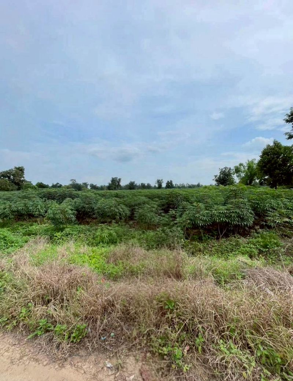 For RentLandNakhon Sawan : Land for rent, 5 rai, view of cassava plantation, near school and Phaisali Hospital, Phaisali District, Nakhon Sawan Province.