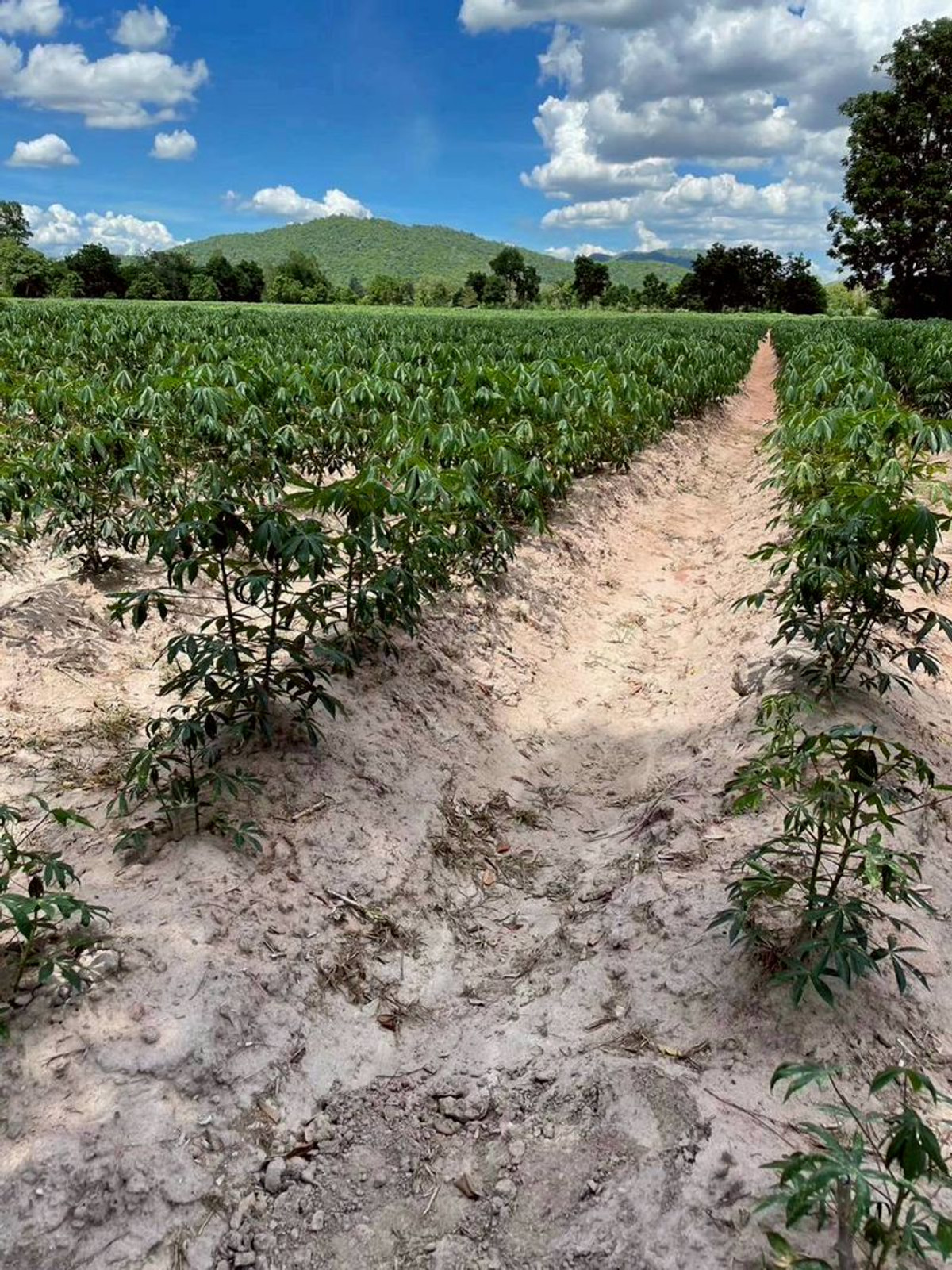 For RentLandNakhon Sawan : Land for rent, 5 rai, view of cassava plantation, near school and Phaisali Hospital, Phaisali District, Nakhon Sawan Province.