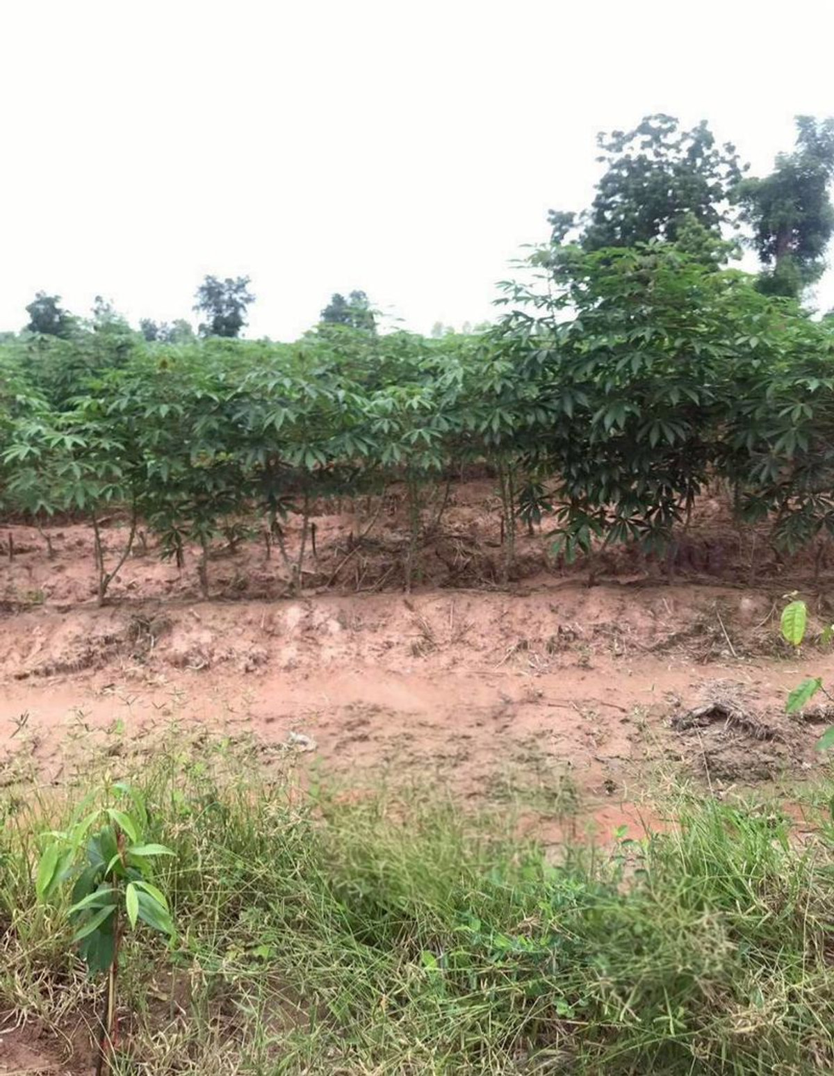 For RentLandNakhon Sawan : Land for rent, 5 rai, view of cassava plantation, near school and Phaisali Hospital, Phaisali District, Nakhon Sawan Province.