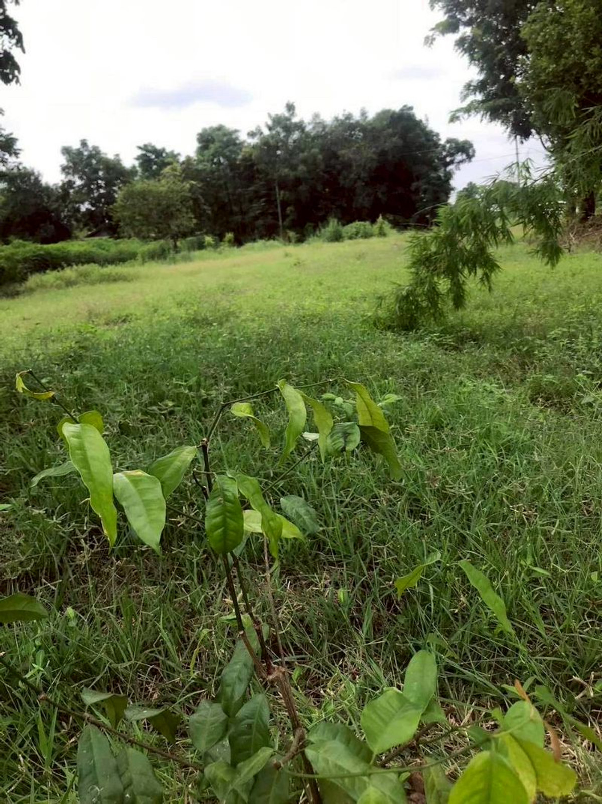 For RentLandNakhon Sawan : Land for rent, 5 rai, view of cassava plantation, near school and Phaisali Hospital, Phaisali District, Nakhon Sawan Province.