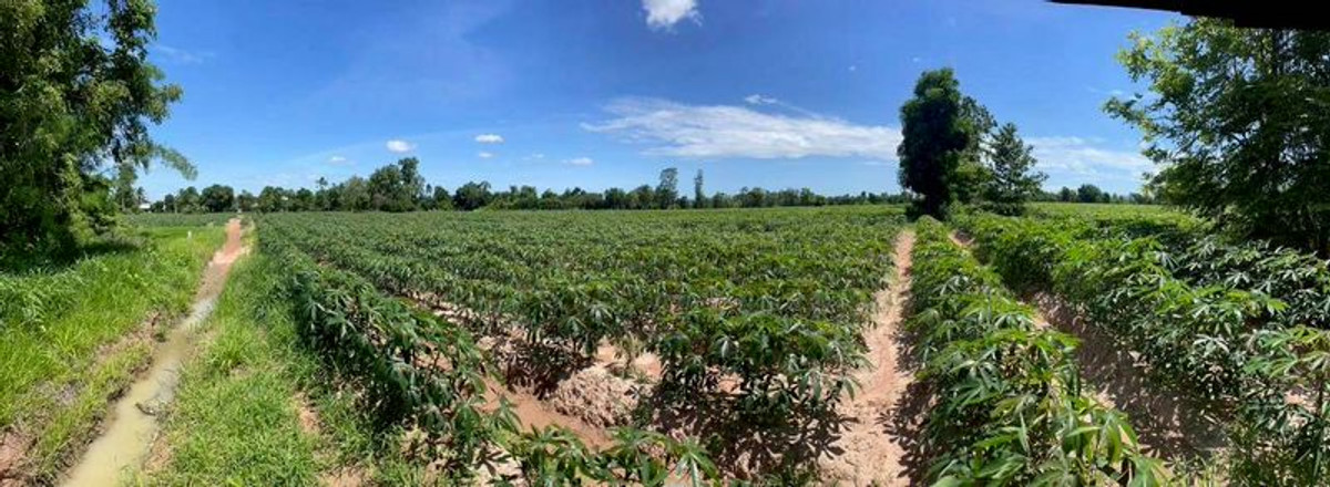 For RentLandNakhon Sawan : Land for rent, 5 rai, view of cassava plantation, near school and Phaisali Hospital, Phaisali District, Nakhon Sawan Province.