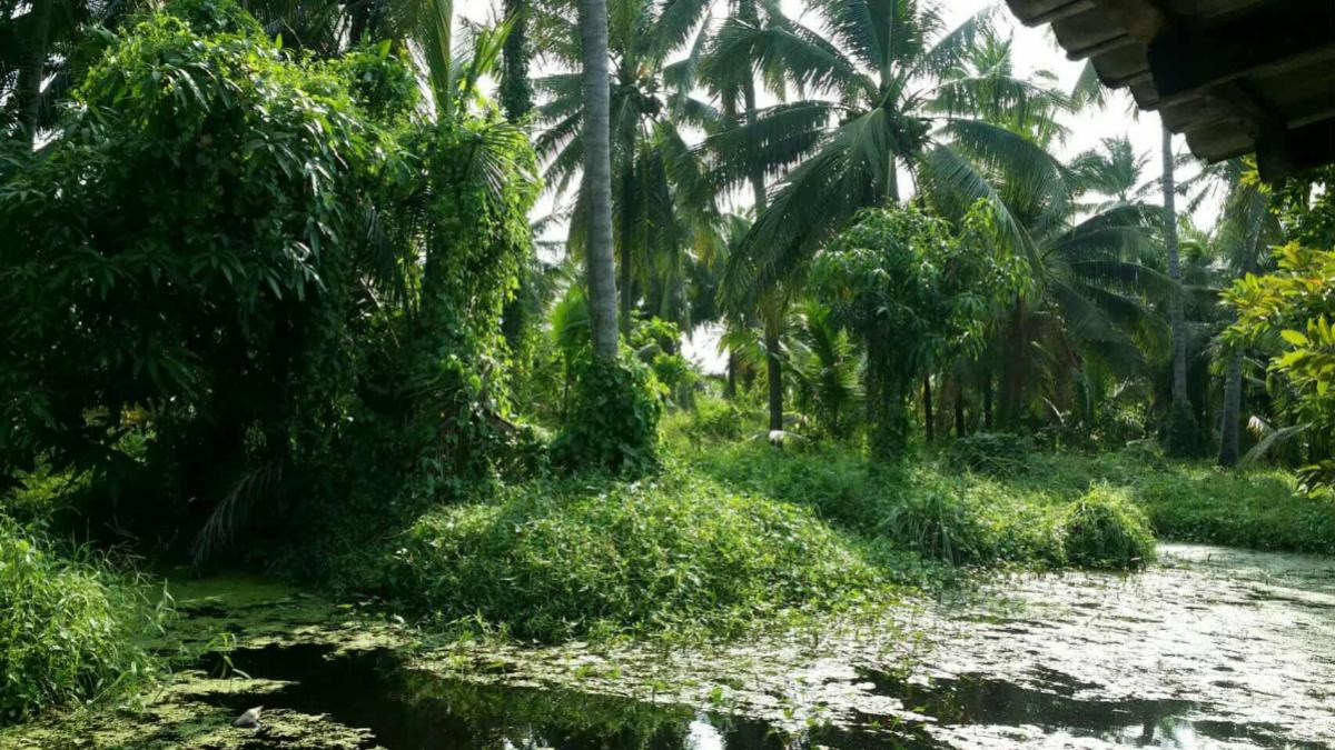 ขายที่ดินพุทธมณฑล ศาลายา : ขายที่ดินเปล่า ถนนประชาร่วมใจแถว วัดไร่ขิง ไร่ขิง สามพราน นครปฐม CX-148907