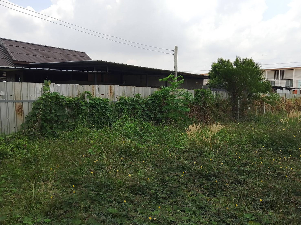 ให้เช่าที่ดินปทุมธานี รังสิต ธรรมศาสตร์ : ที่ดินให้เช่า  แปลง 200 ตารางวา คลองสาม ซอย 1/4 ติดถนนลาดยาง ทางไปโรงเรียนสวนกุหลาบ รังสิต