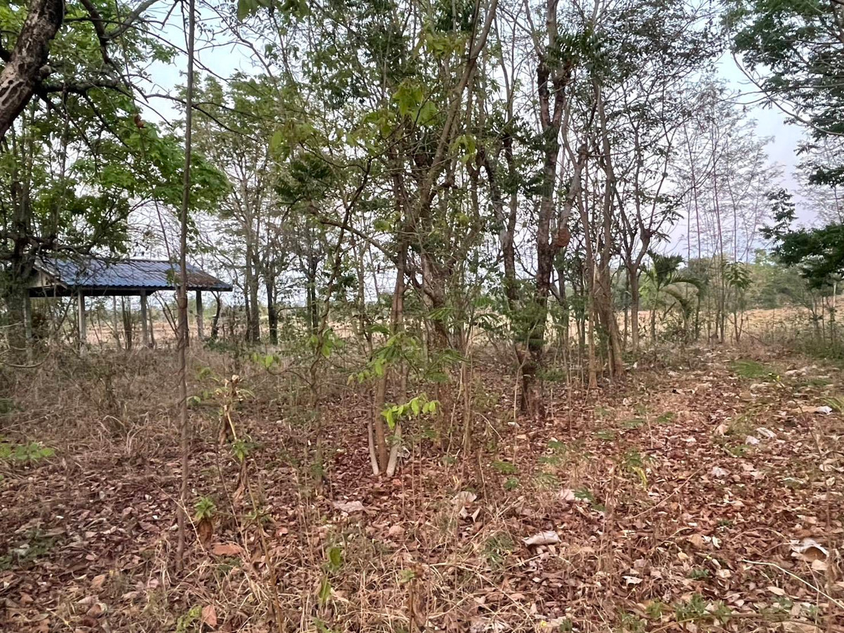 ขายที่ดินมหาสารคาม : ขายที่ดิน เนื้อที่ 3 ไร่ บ้านโนนแสง ต.ท่าขอนยาง อ.กันทรวิชัย จ.มหาสารคาม