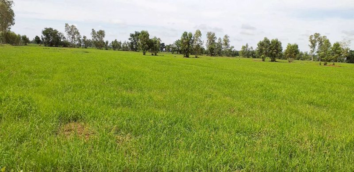 For SaleLandNakhon Sawan : Land for sale 64-0-48 rai, Huai Tan Nuea Subdistrict, Nong Bua District, Nakhon Sawan Province.