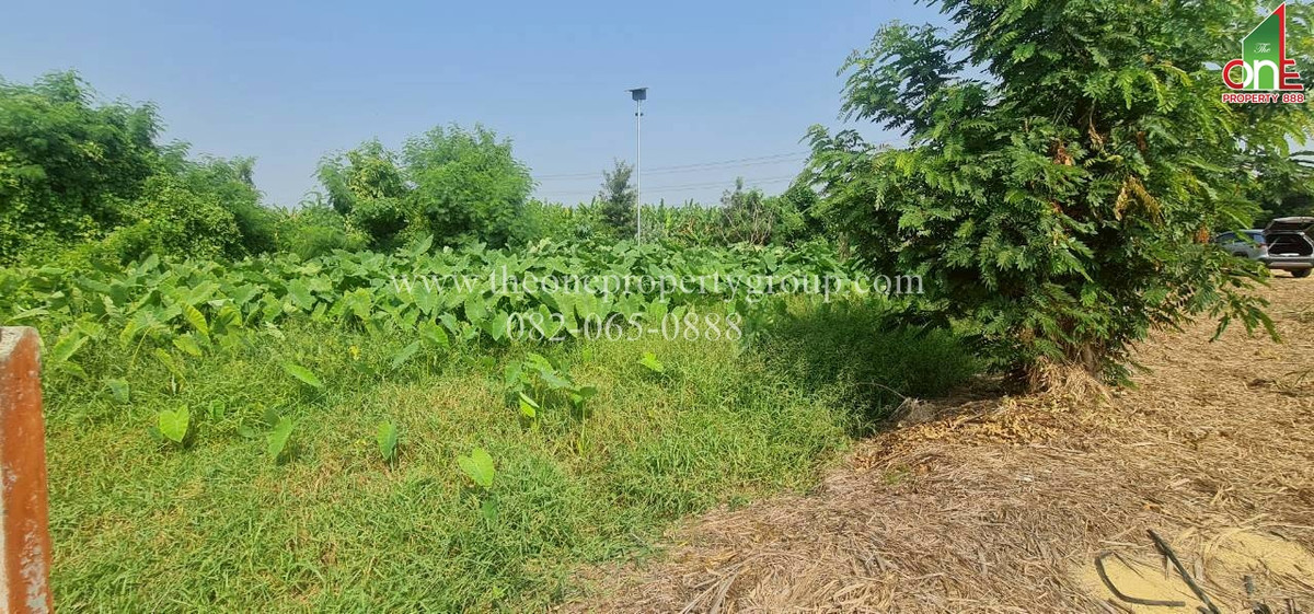 ขายที่ดินนครปฐม : ที่ดิน 1-2-58.8 ไร่ ยังไม่ถม ถ.มาลัยแมน ถ.เลียบคลองประปา ต.บ้านยาว อ.เมืองนครปฐม จ.นครปฐม