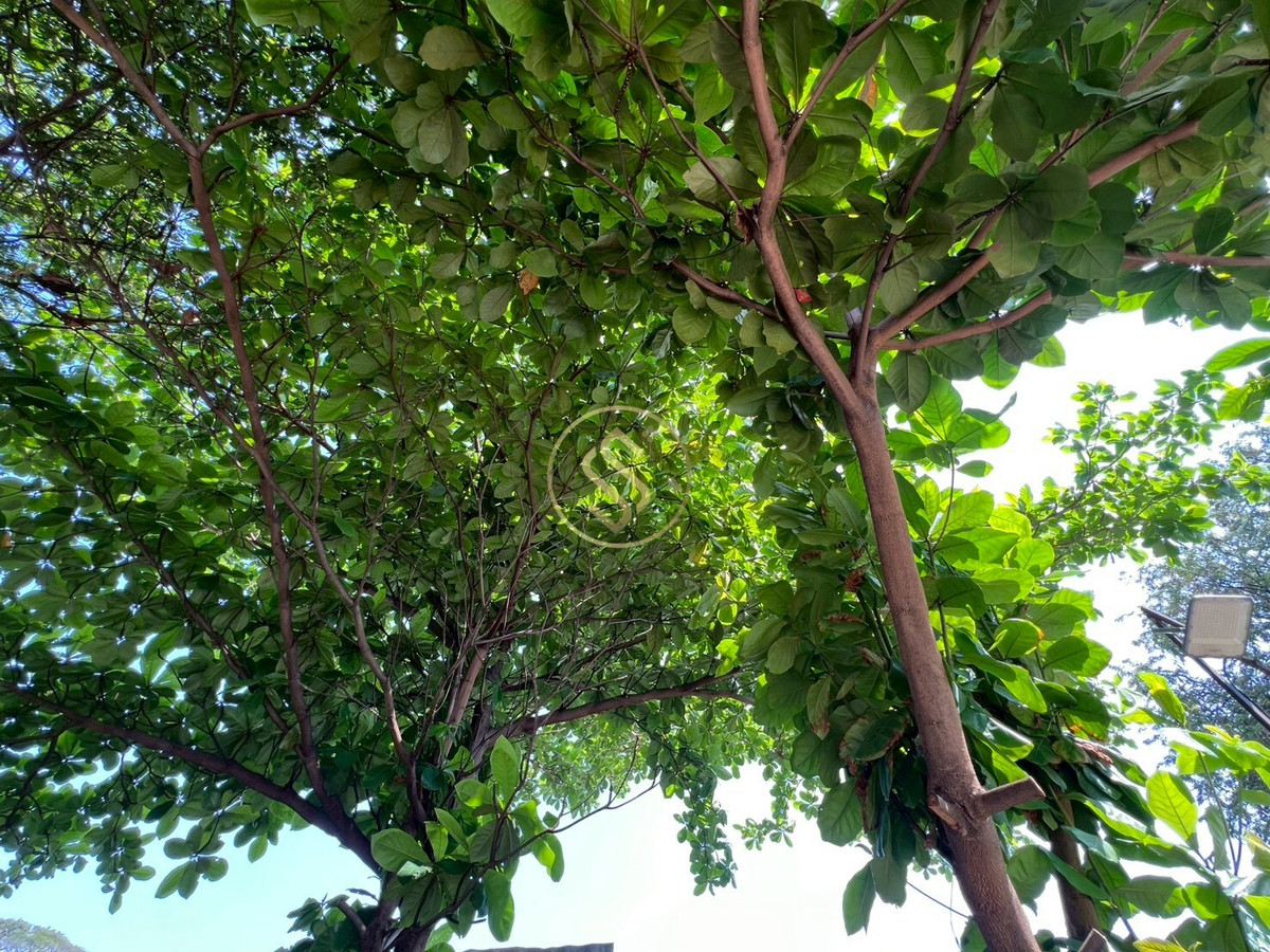 ขายที่ดินพัฒนาการ ศรีนครินทร์ : ขายด่วน! ที่ดินถมแล้วแปลงสวย ซอยพัฒนาการ 99 แขวงประเวศ หรือ อ่อนนุช 70/1 แยก2-8  ขนาด 380 ตารางวา เข้าซอยเพียง 500 เมตร 60,000 บาท/ตรว