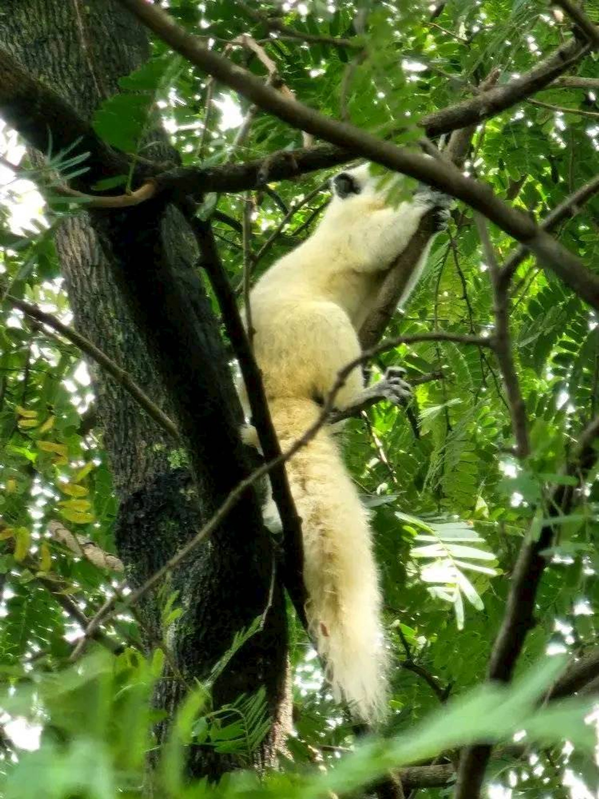 ขายที่ดินปากช่อง เขาใหญ่ : ขายที่ดินพร้อมสวน  อ.ปากช่อง จ.โคราช (5 ไร่ 2 งาน) หลัง Big C ปากช่อง-เขาใหญ่