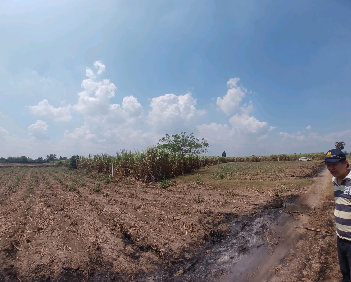 ขายที่ดินสุพรรณบุรี : 🌿 ขายที่ดินสุพรรณบุรี 10 ไร่ ติดคลองชลประทาน 💰 พร้อมไร่อ้อย เก็บเกี่ยวขายได้ทันที!