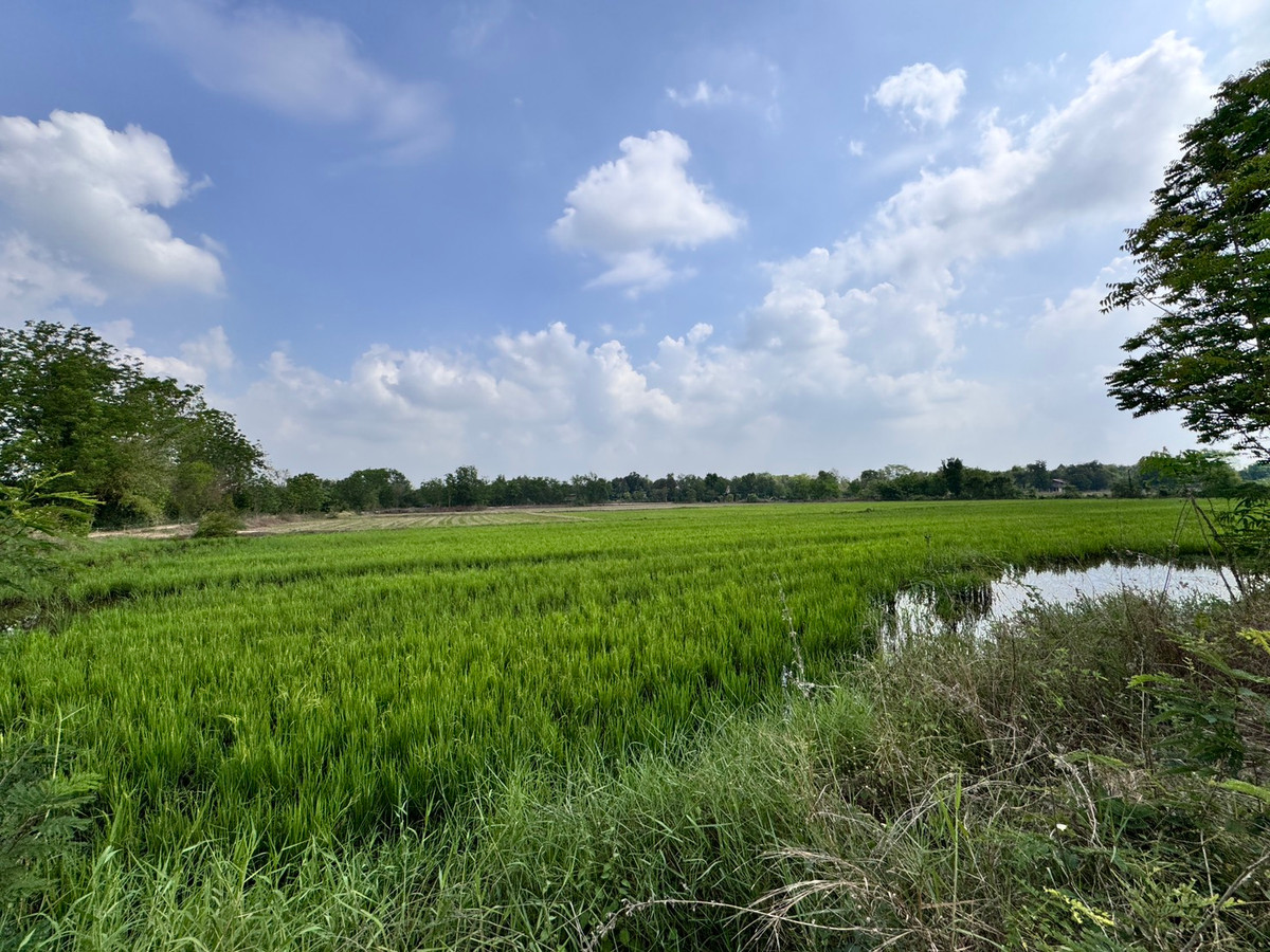 For SaleLandUthai Thani : [Land for sale very cheap] It is a rice field on an area of ​​23 rai 2 ngan, inexpensive price in the land of Nong Chang District, Uthai Thani.