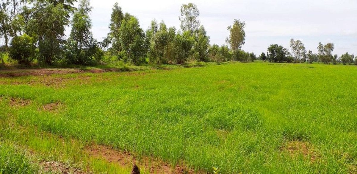 For SaleLandNakhon Sawan : Land for sale 64-0-48 rai, Huai Tan Nuea Subdistrict, Nong Bua District, Nakhon Sawan Province.