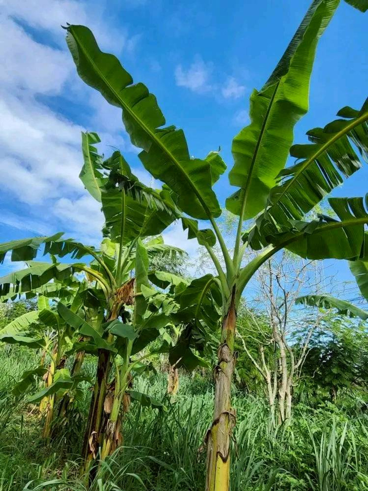 ขายที่ดินปากช่อง เขาใหญ่ : ขายที่ดินพร้อมสวน  อ.ปากช่อง จ.โคราช (5 ไร่ 2 งาน) หลัง Big C ปากช่อง-เขาใหญ่