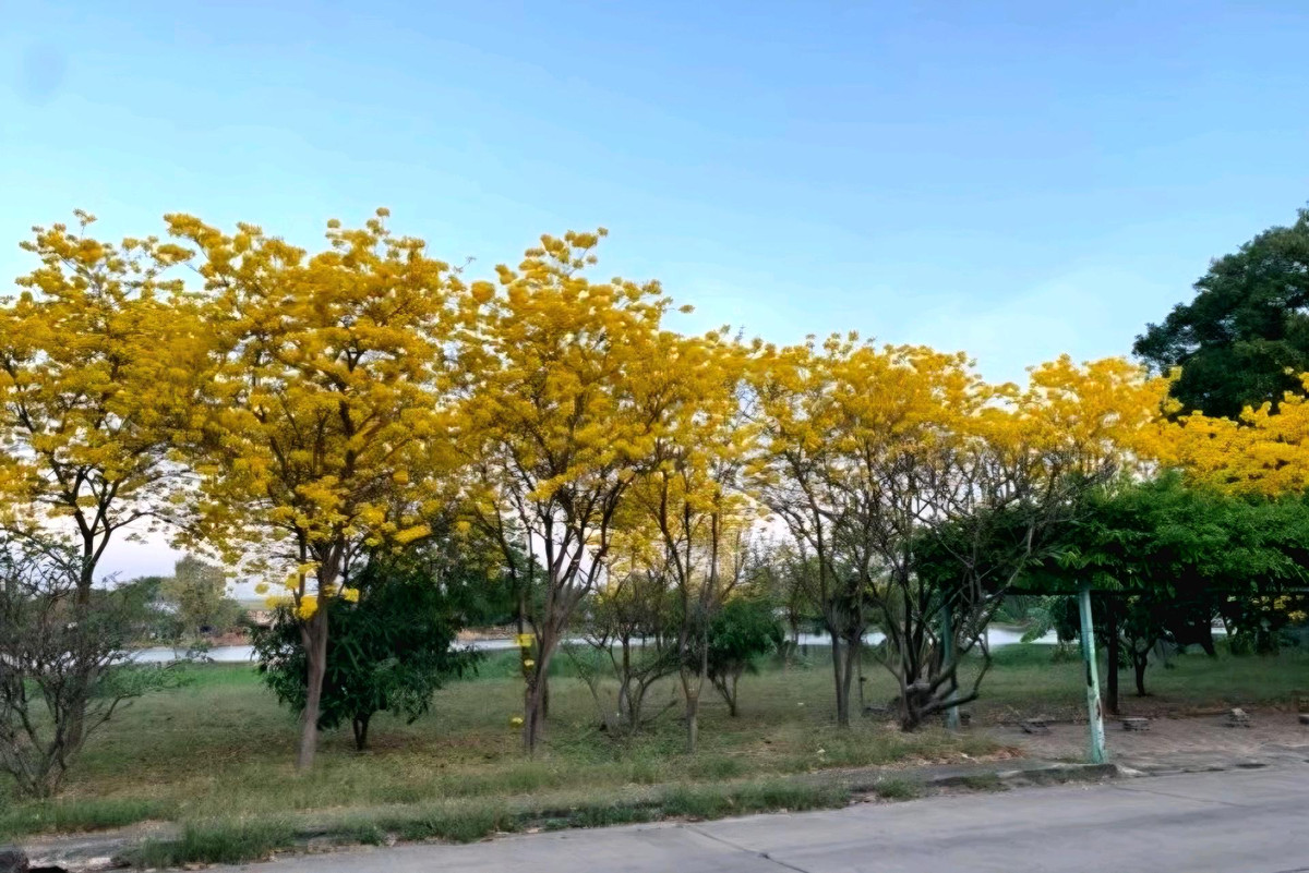 ขายบ้านนนทบุรี บางใหญ่ บางบัวทอง : บ้านเดี่ยว 2 ชั้น 🏡 หมู่บ้านพลอยมณี บัวทองเคหะ — 4 นอน 3 จอด หน้าบ้านไม่ติดใคร วิวสวนทะเลสาบ