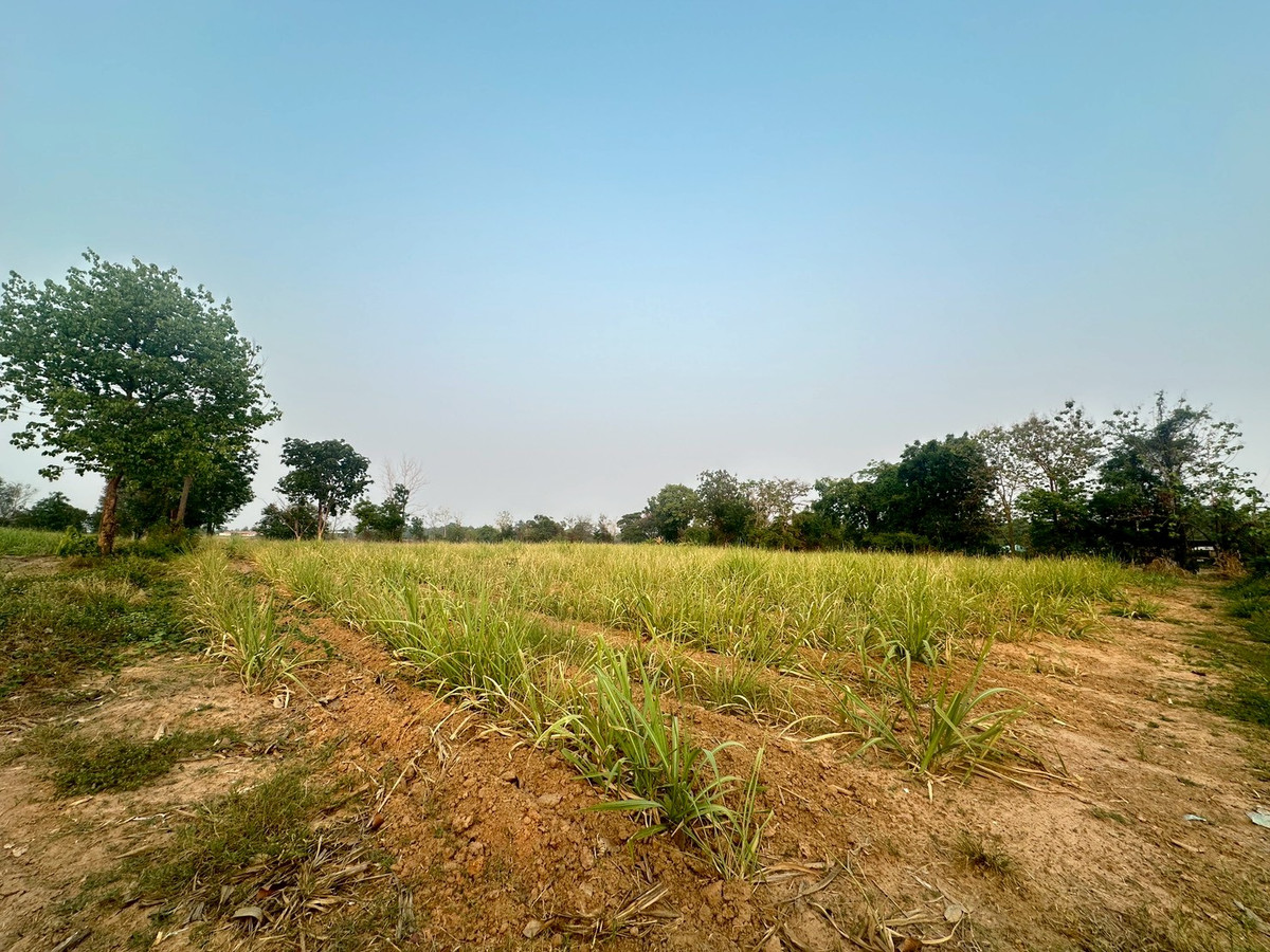ขายที่ดินขอนแก่น : ขายที่ดิน ติดถนนมิตรภาพขอนแก่น